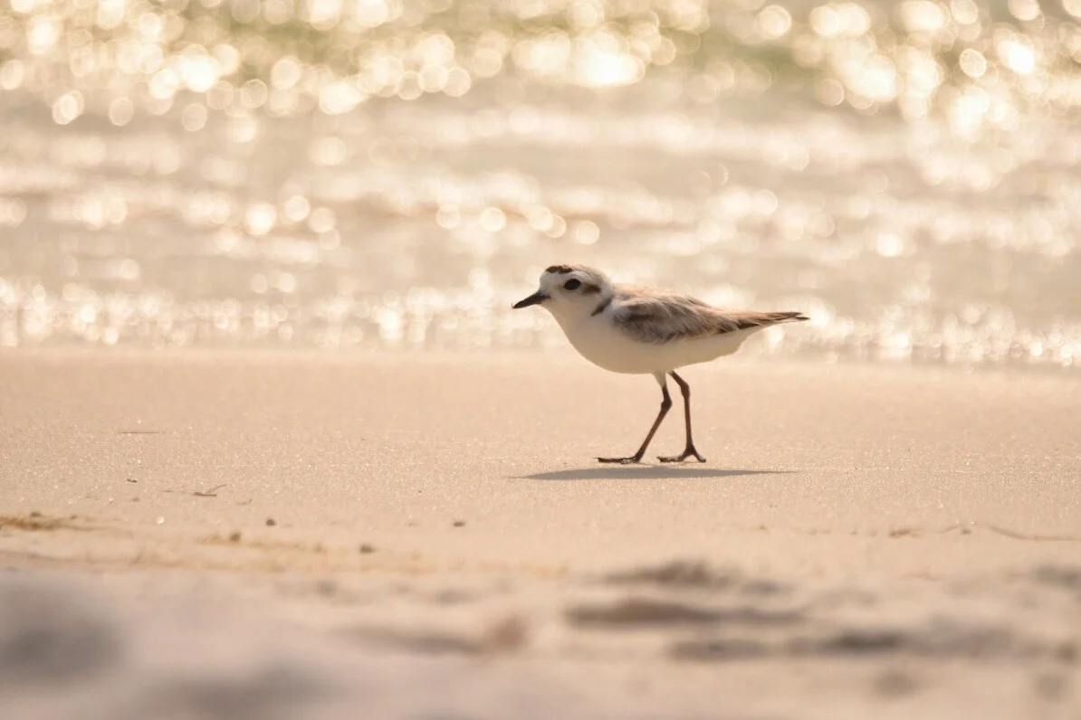 Snowy Plover