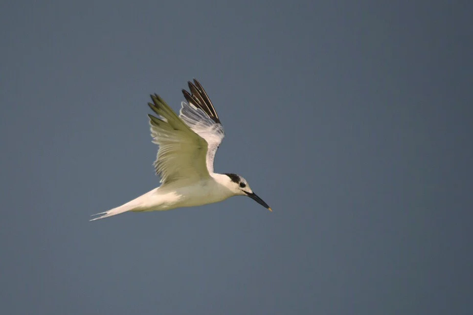 Sandwich Tern