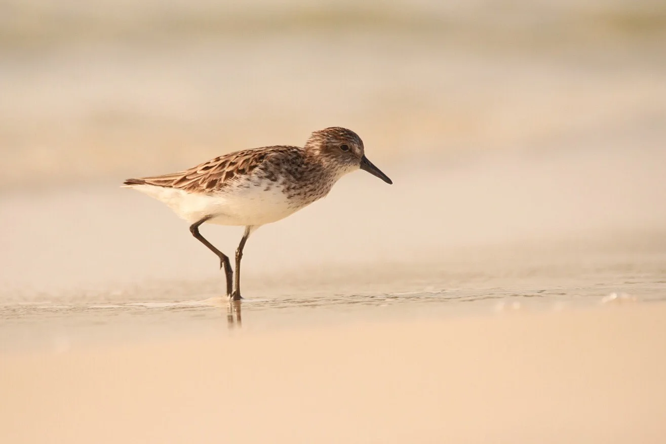 Semipalmated Sandpiper