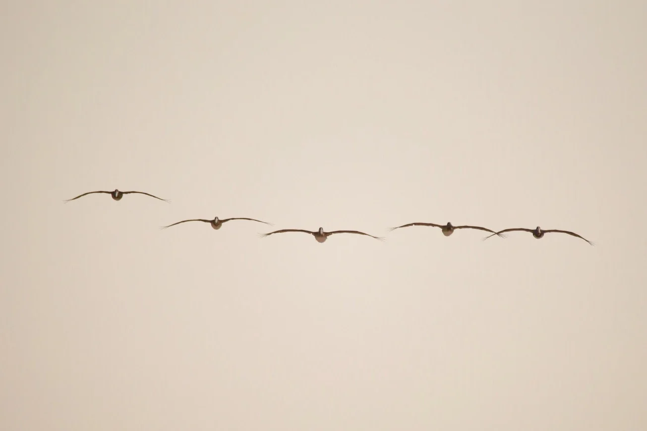 Brown Pelicans in formation