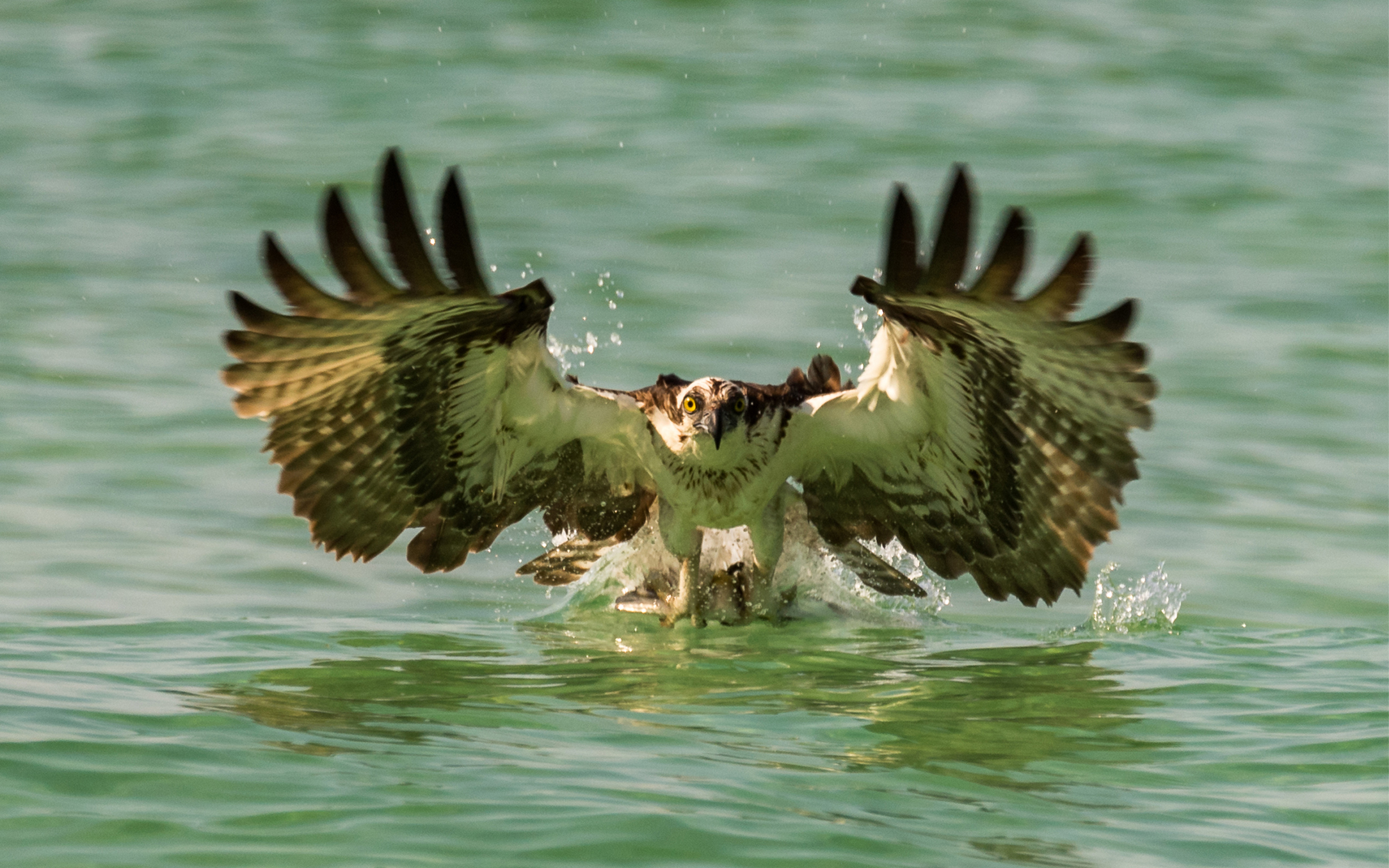 Osprey Strikes Ladyfish