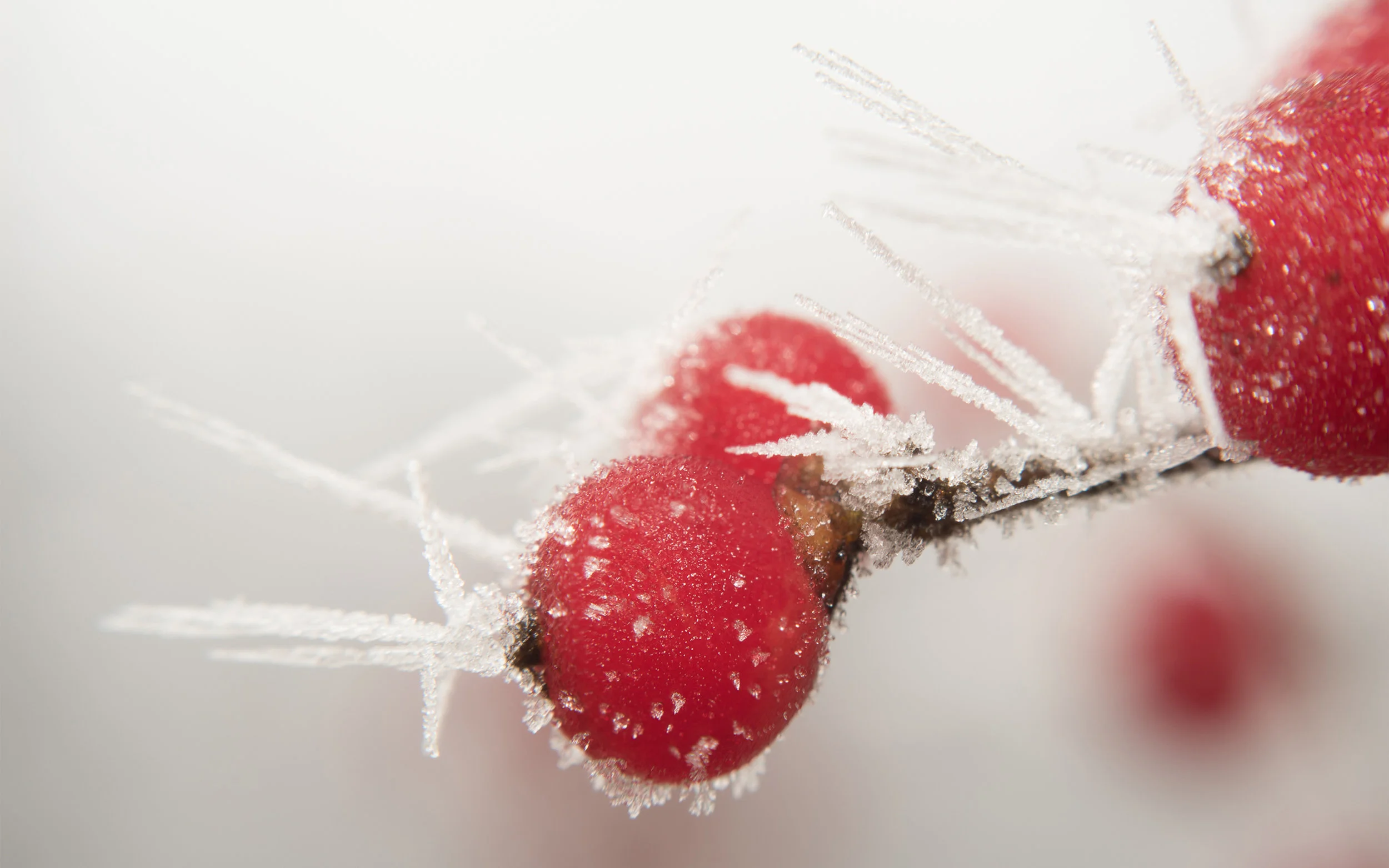 Honeysuckle in Hoar Frost