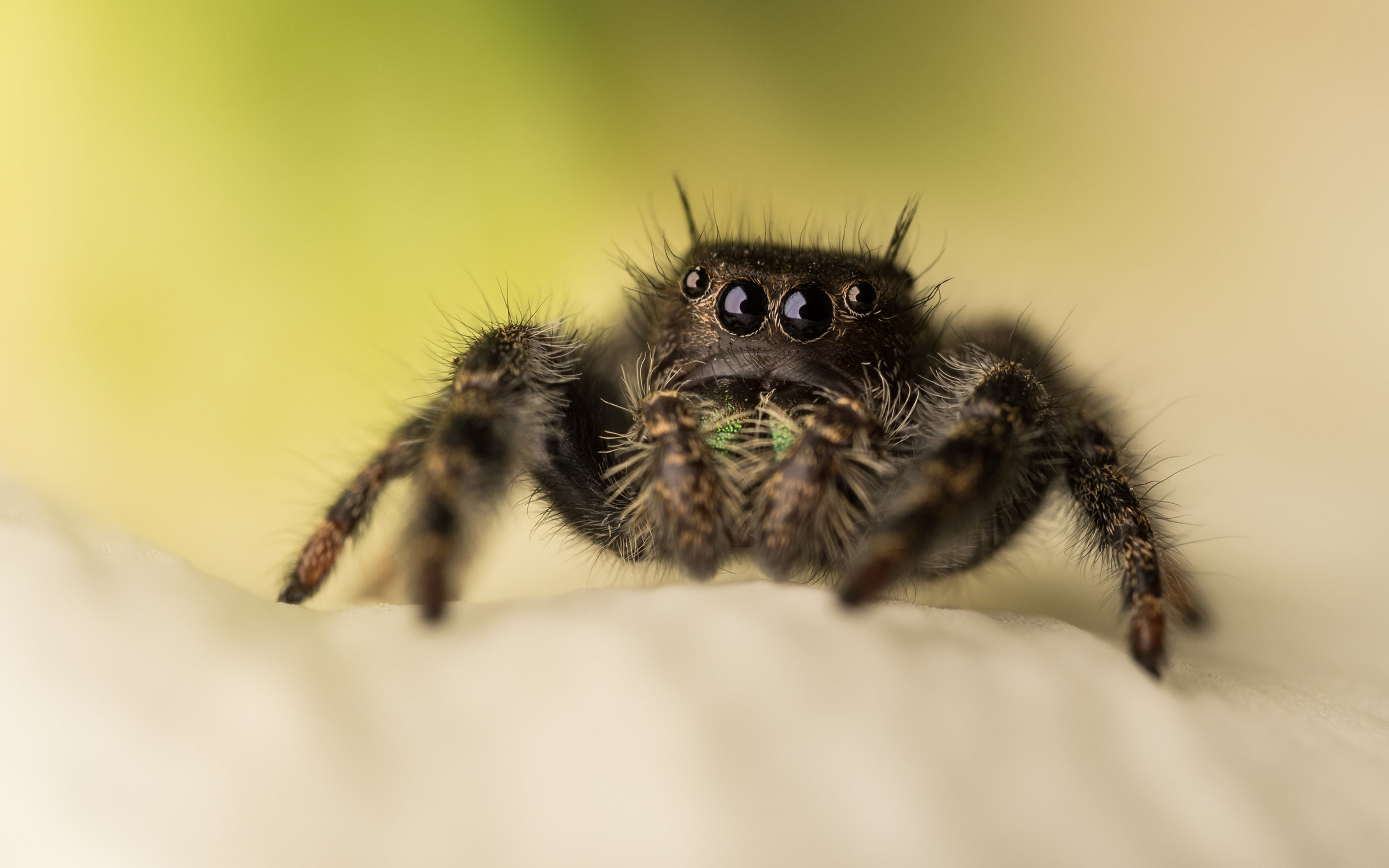 "The Bold" Jumping Spider