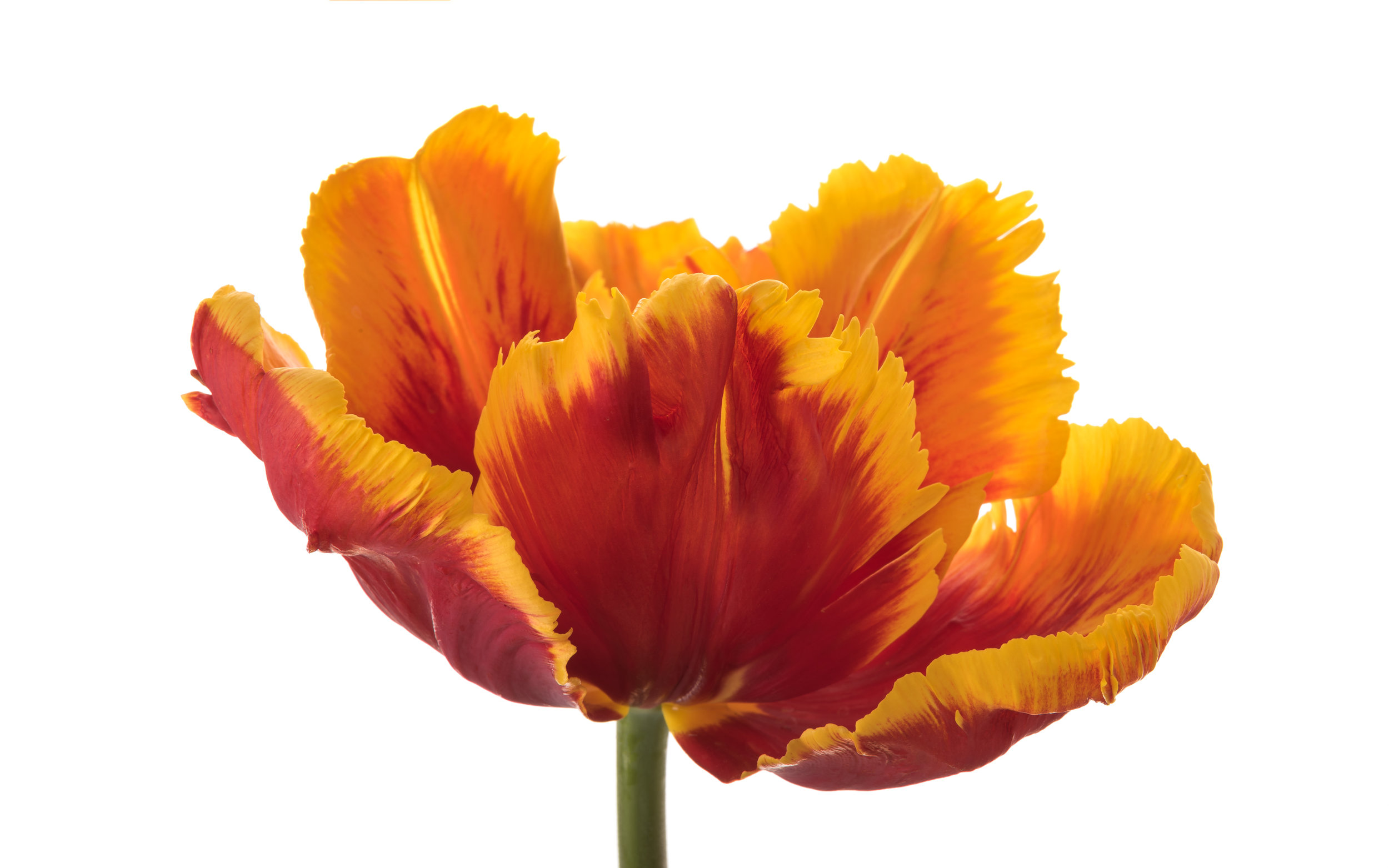 Parrot Tulip