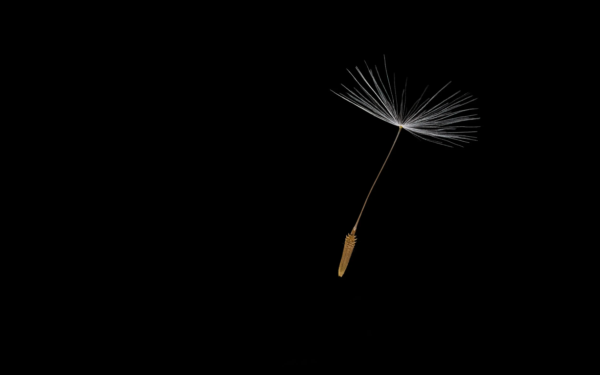 Dandelion Seed
