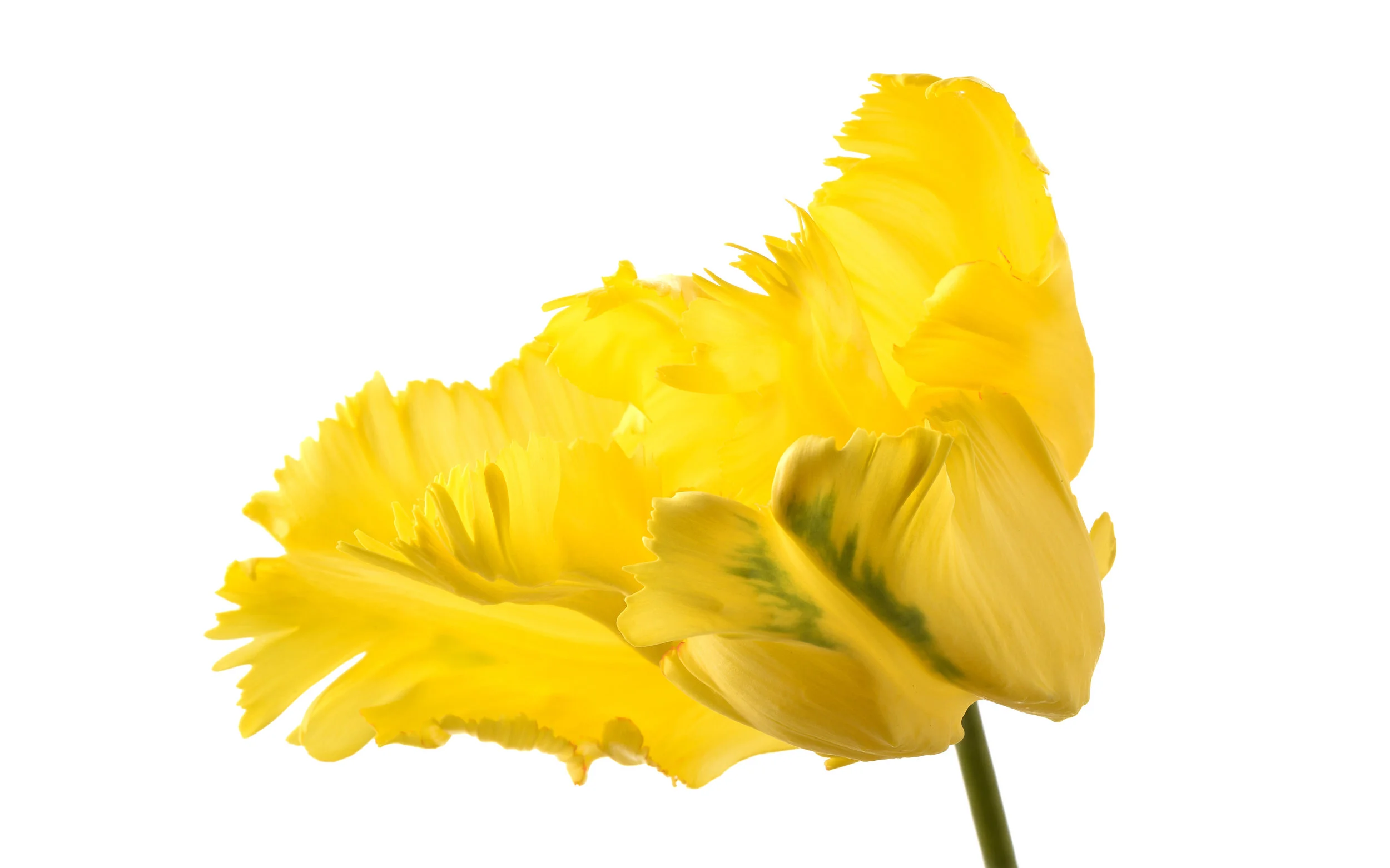 Yellow-Green Parrot Tulip
