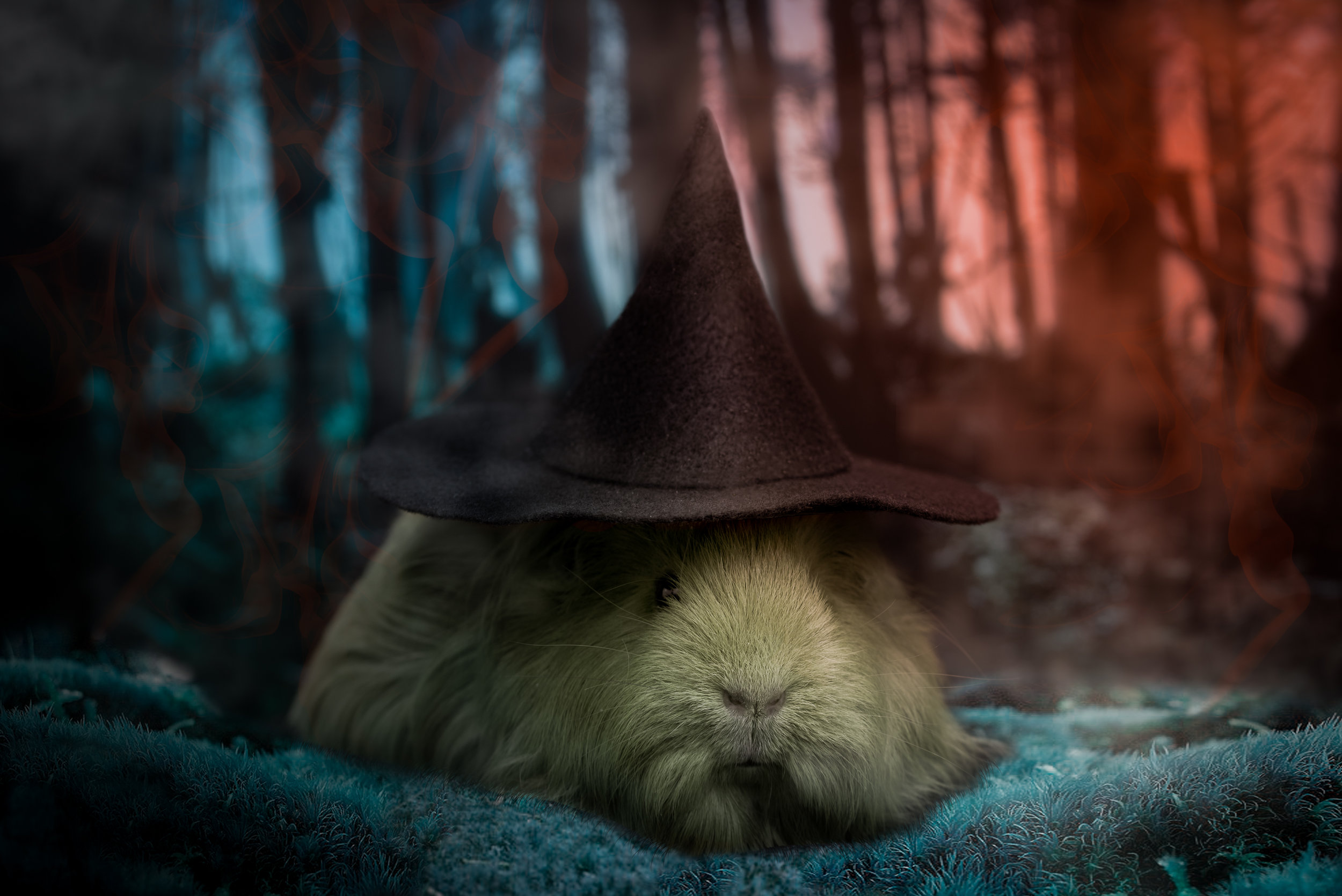 Happy Halloween from Wicked Petunia of the East