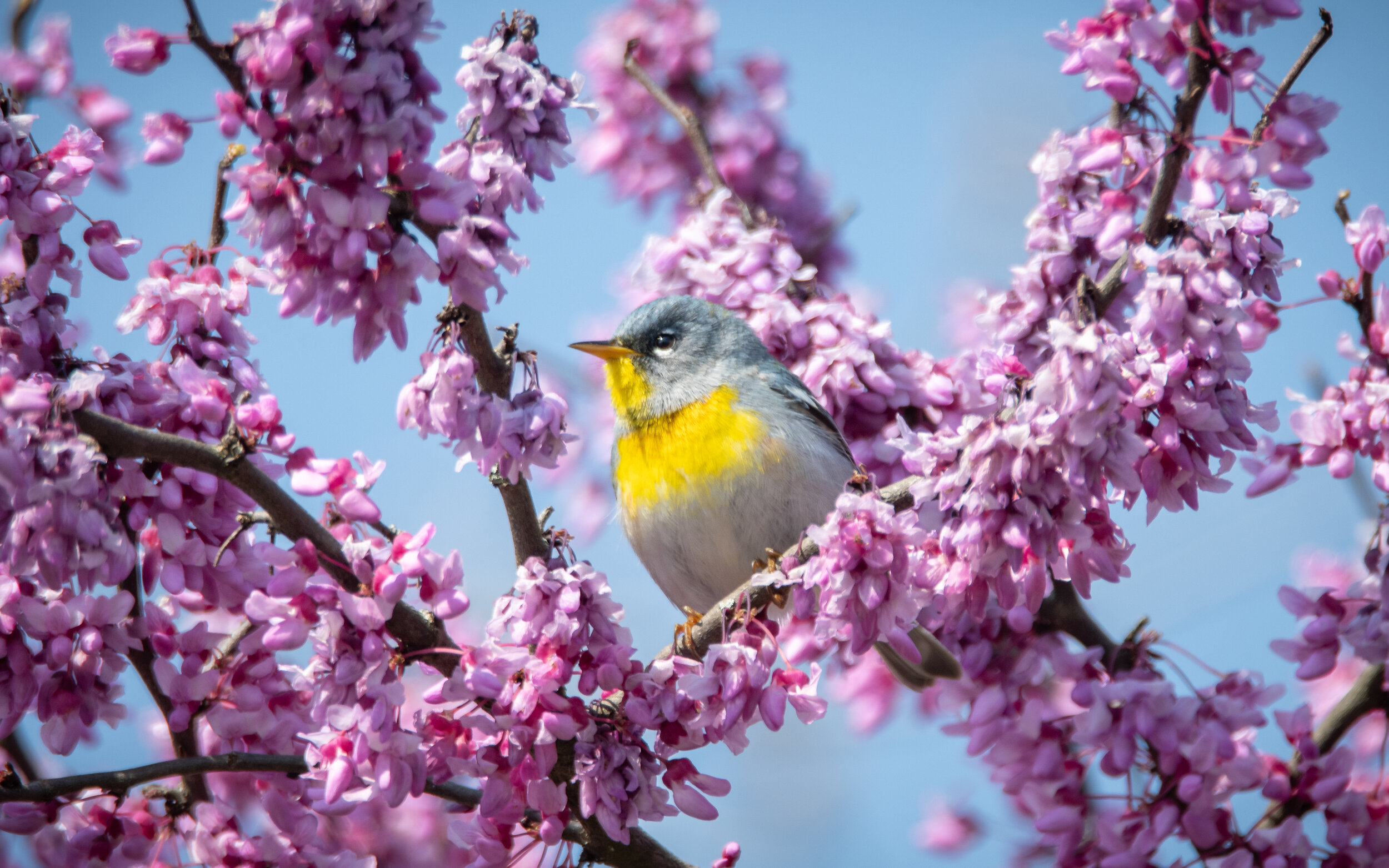 Northern Parula in Redbud Blossoms