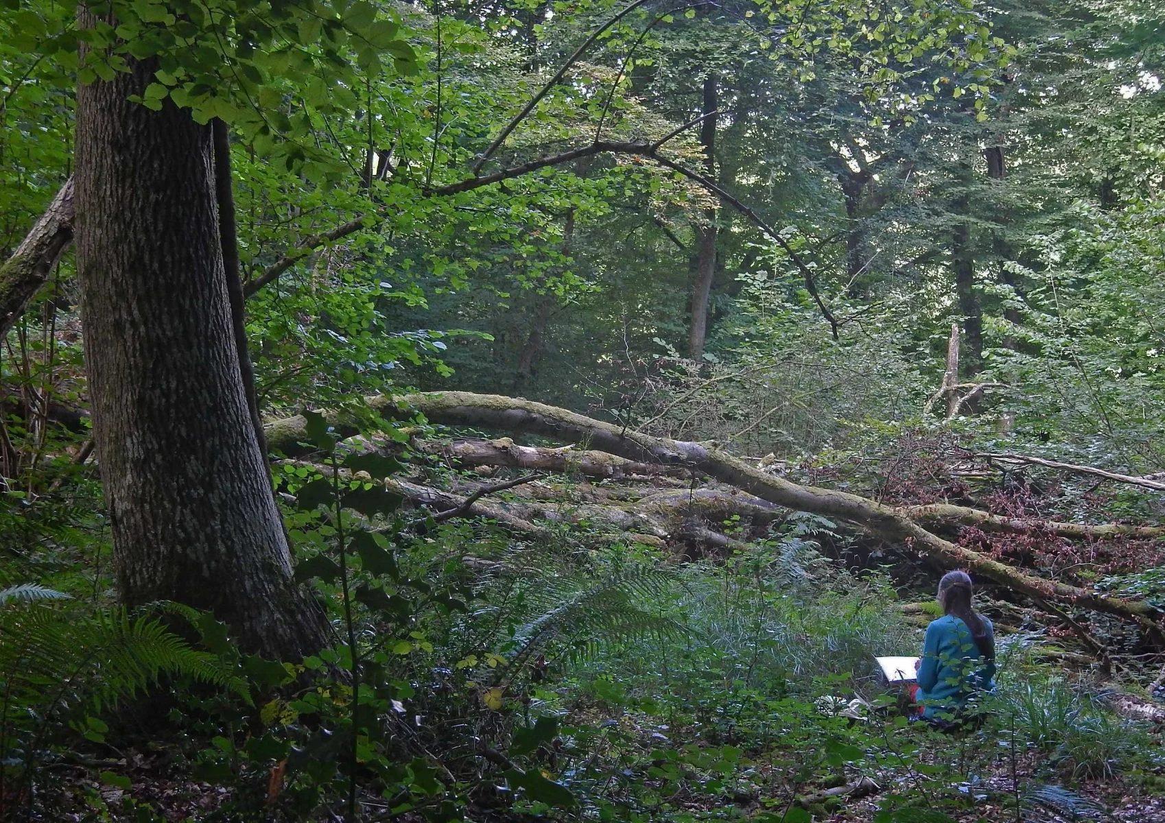 Lady Park Wood Image 1.jpg