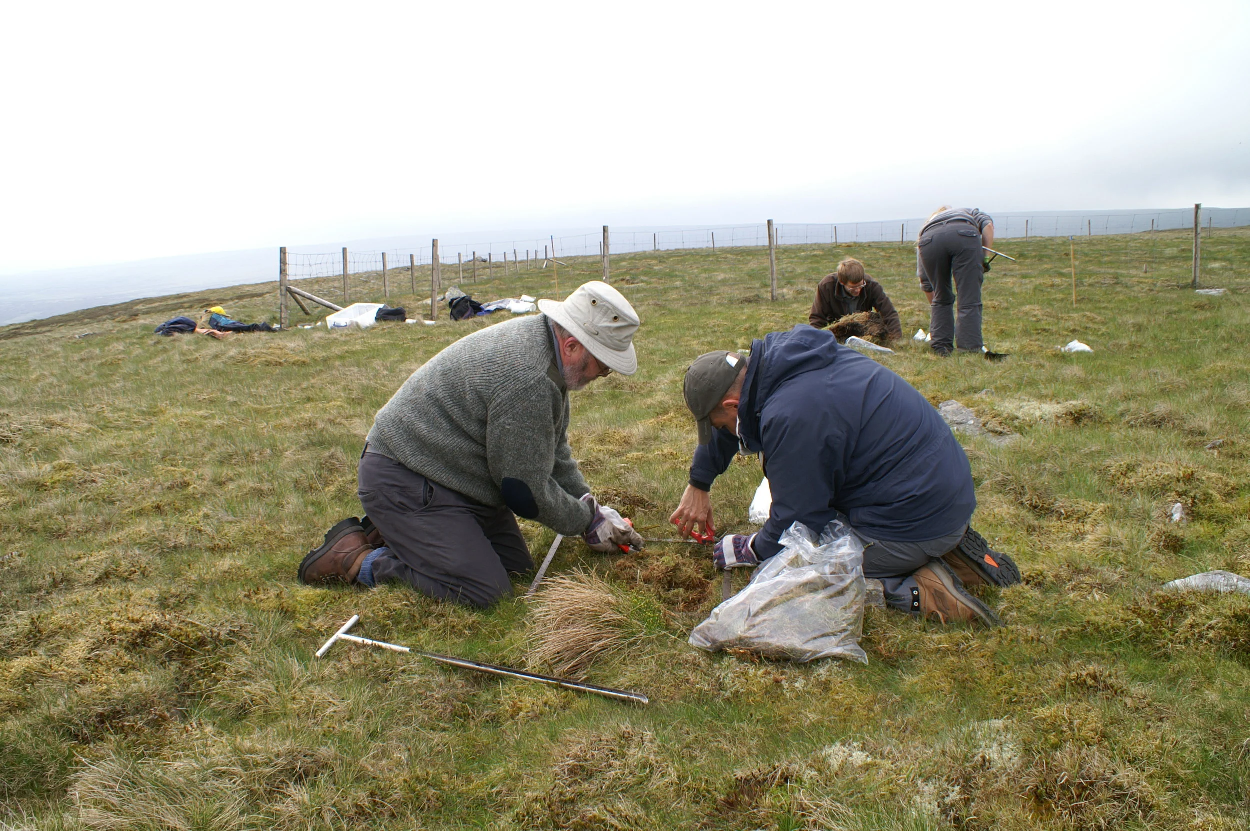 Sampling Control Area Moor House Rewilding Plot.JPG