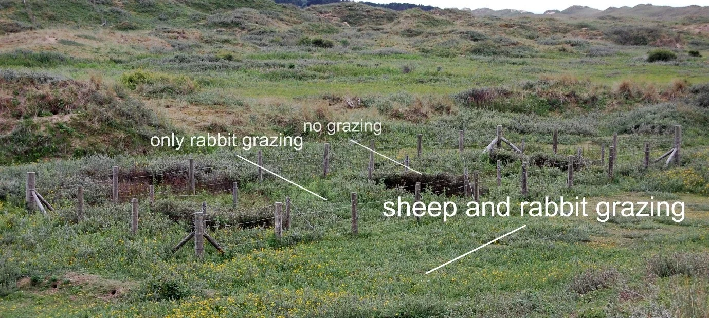 plot exclosure showing the three grazing ‘treatments’