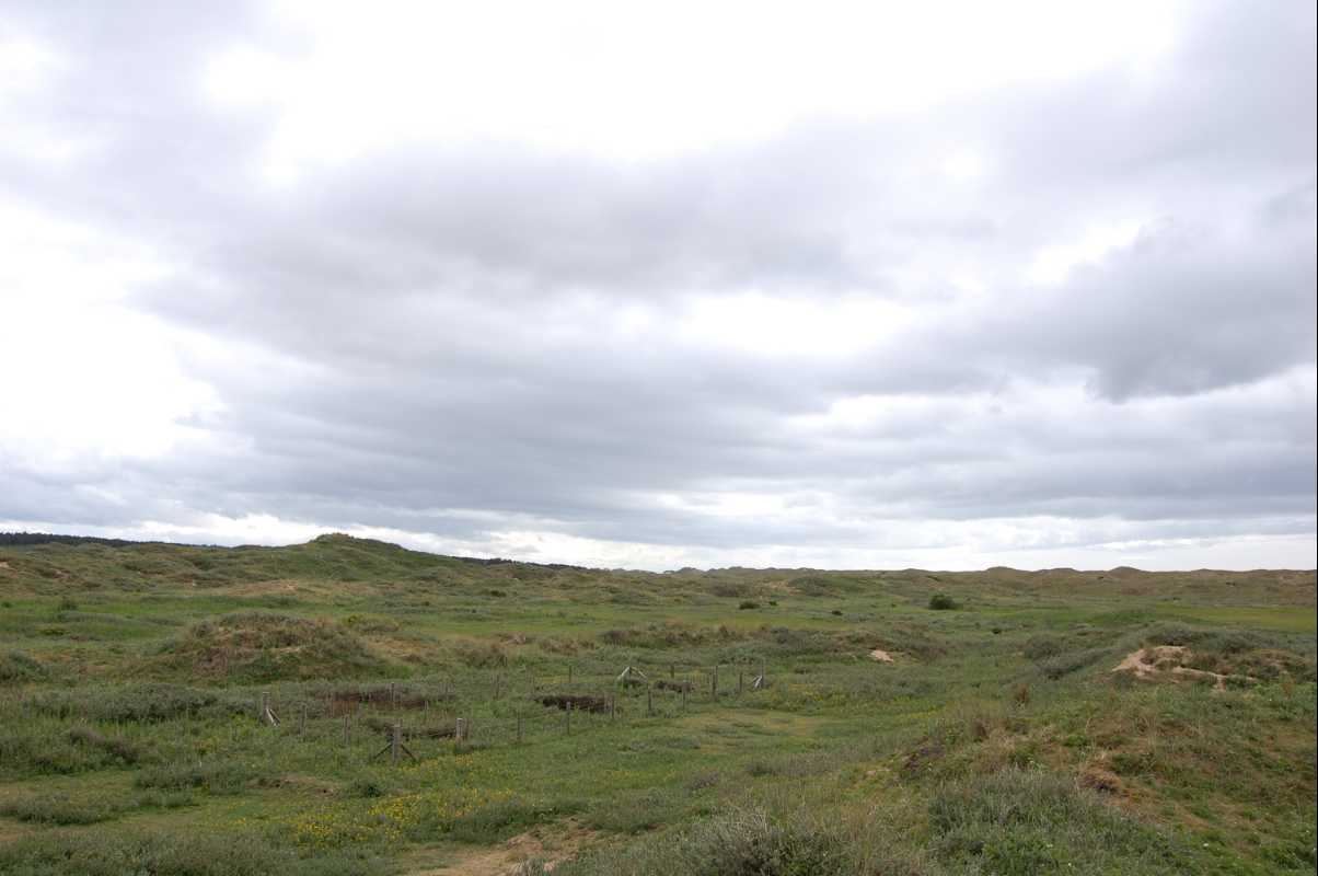 site 2 dune slack with exclosures