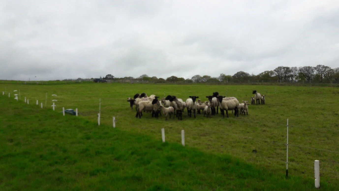 example of a controlled cell-grazing plot
