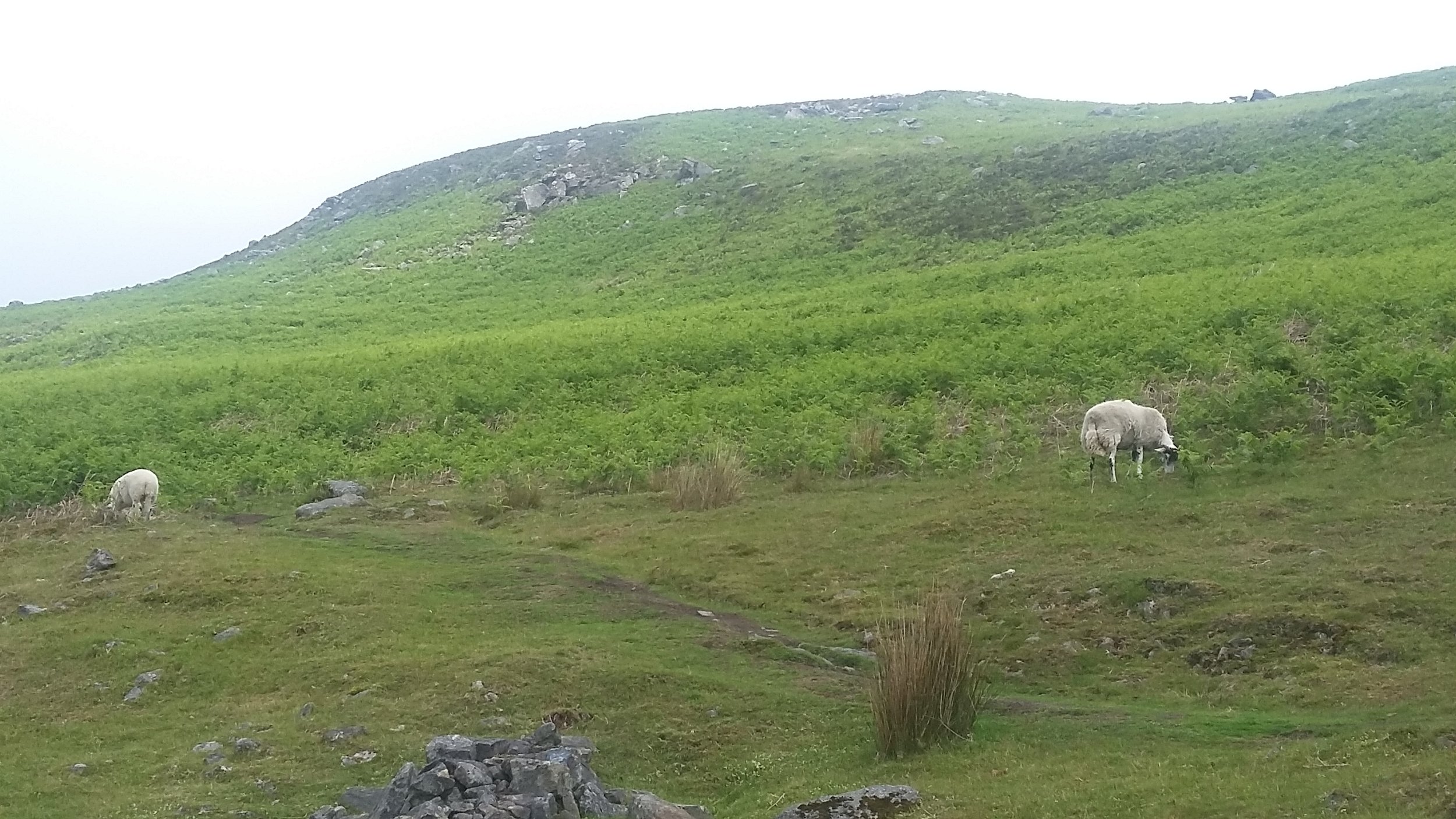  All plots are open to sheep grazing 