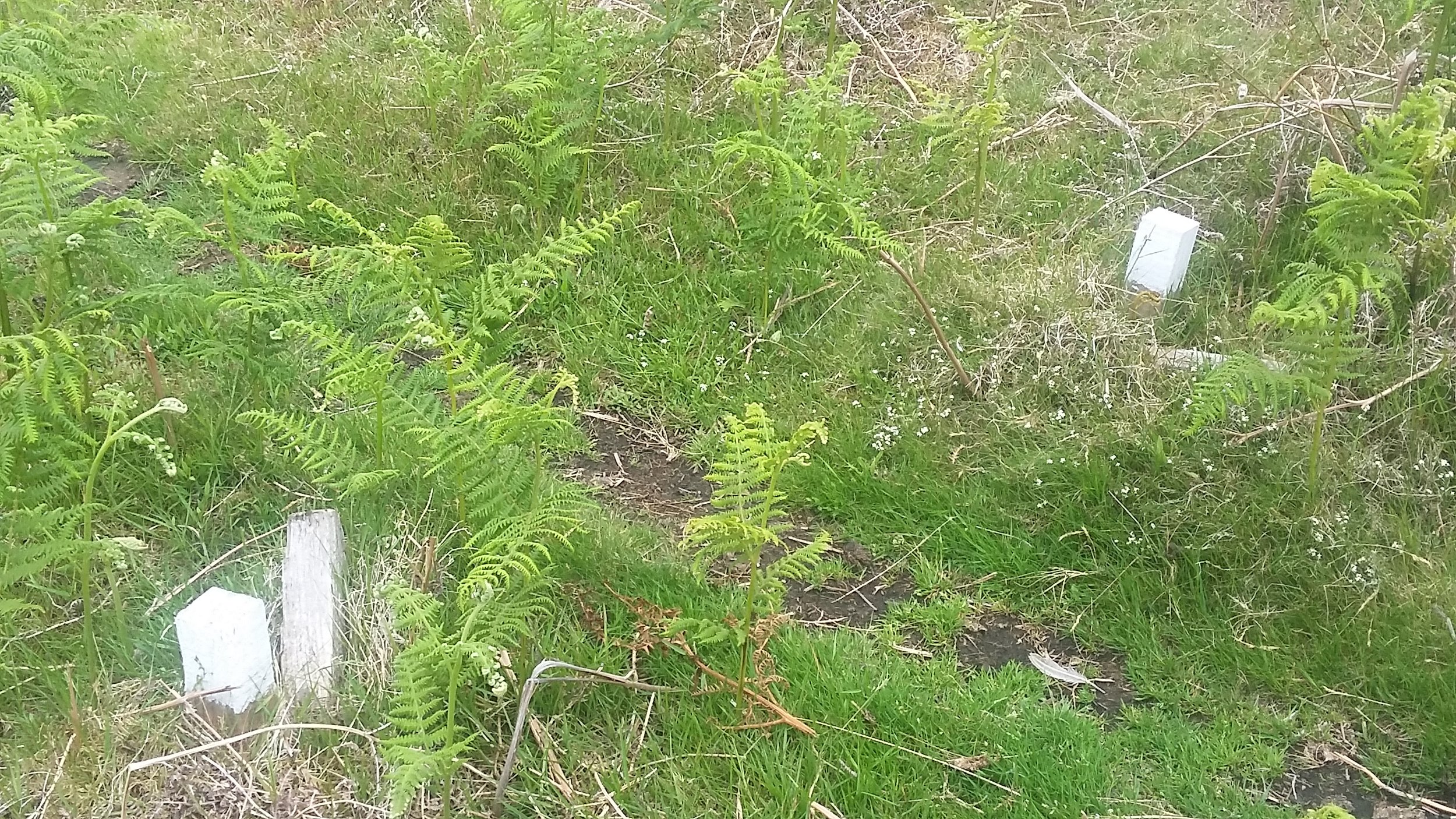  Plot edge marker posts 