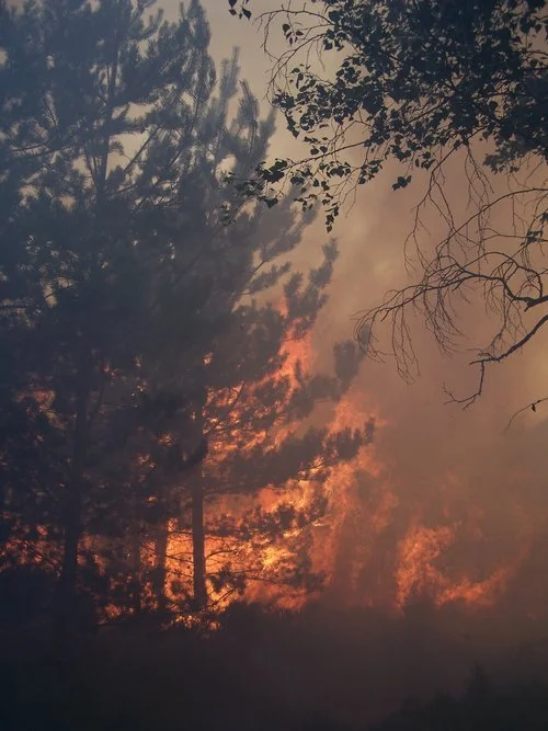 COP26 performance poetry on wildfires inspired by Thursley Common LTE