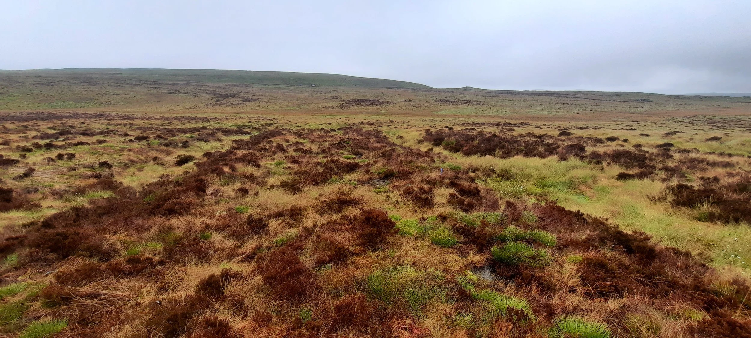 ECT Webinar: 15 Years of Research at the Migneint Bog Peat Re-wetting Experiment in Snowdonia