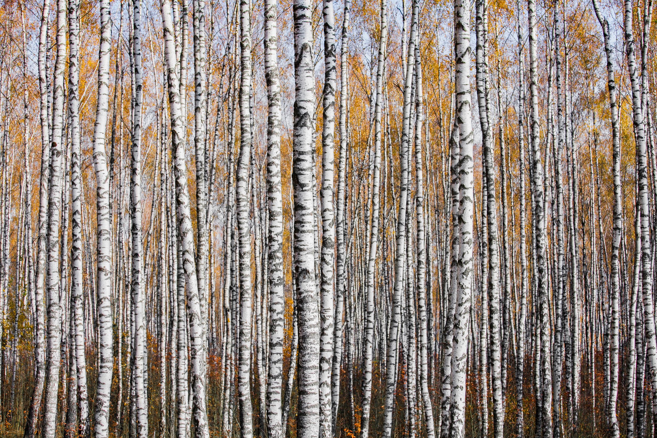 Autumn texture.jpg