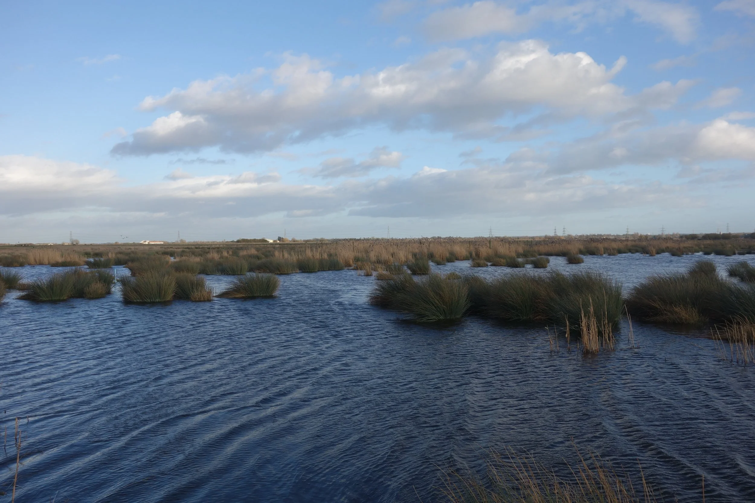 Wicken Fen LTE Credit Francine Hughes 2.JPG