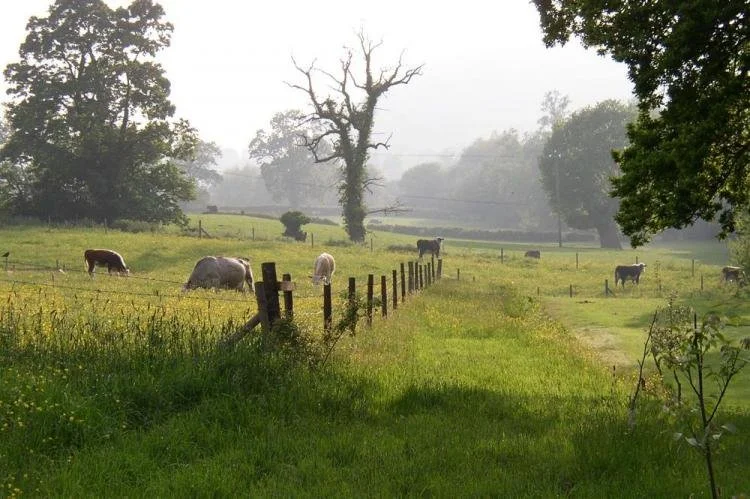 Somerford mead3.jpg