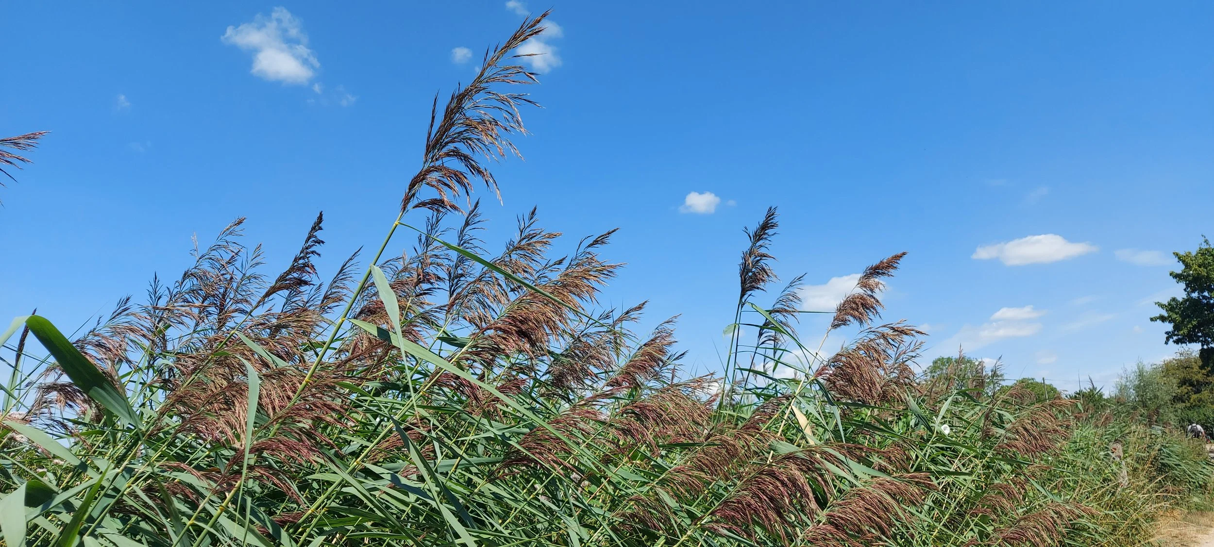 Wicken Fen LTE 4.jpg