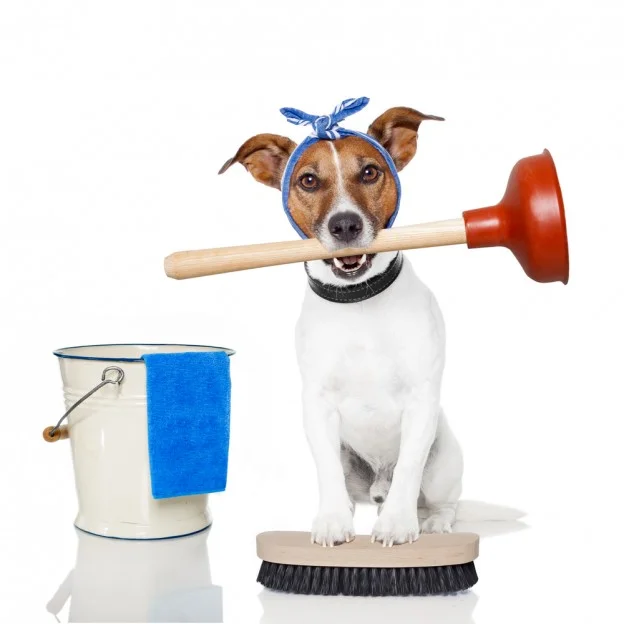 dog-cleaning-624x624.jpg