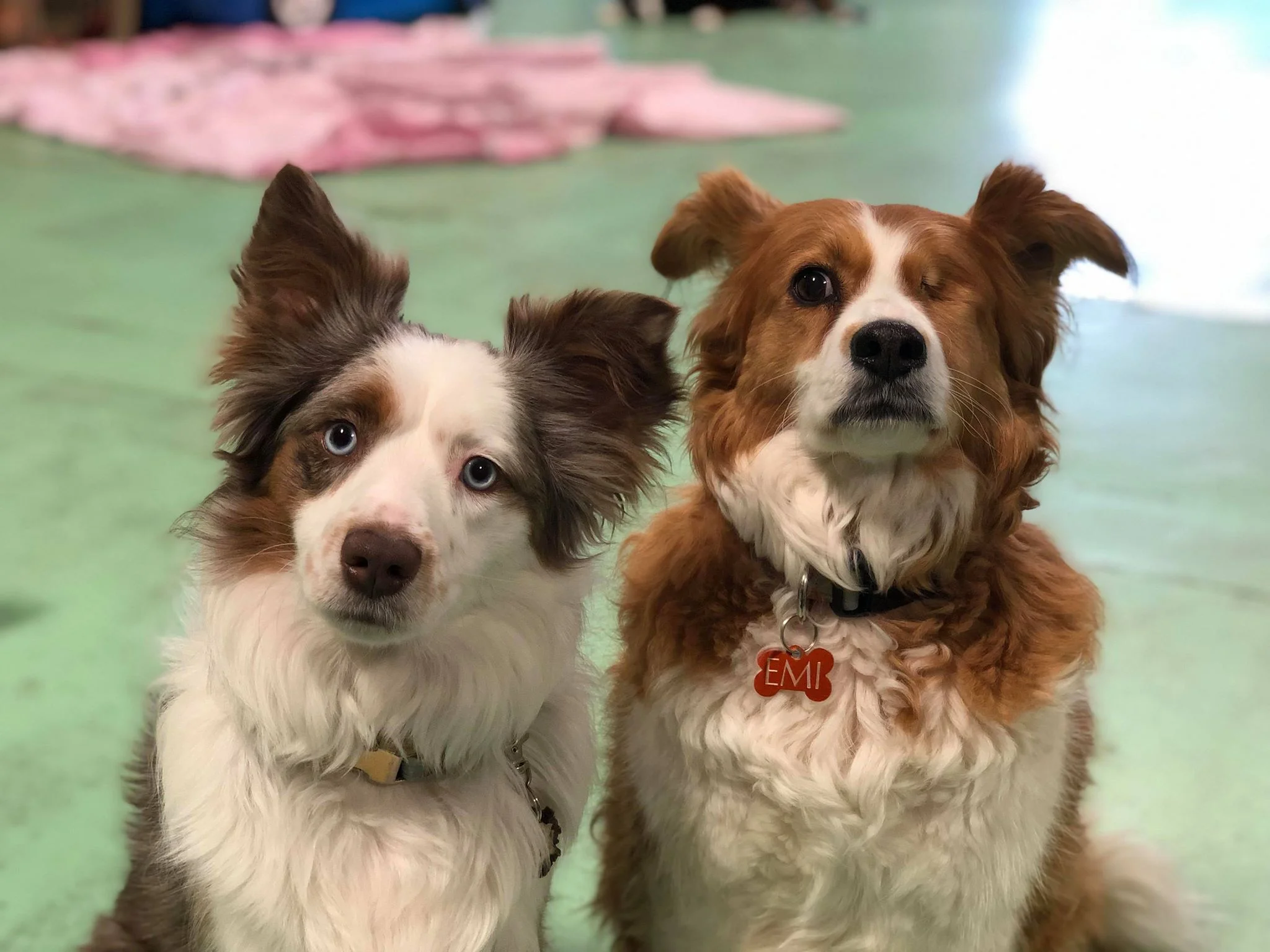 Two staff dogs, Beau (left) and Emi (right)