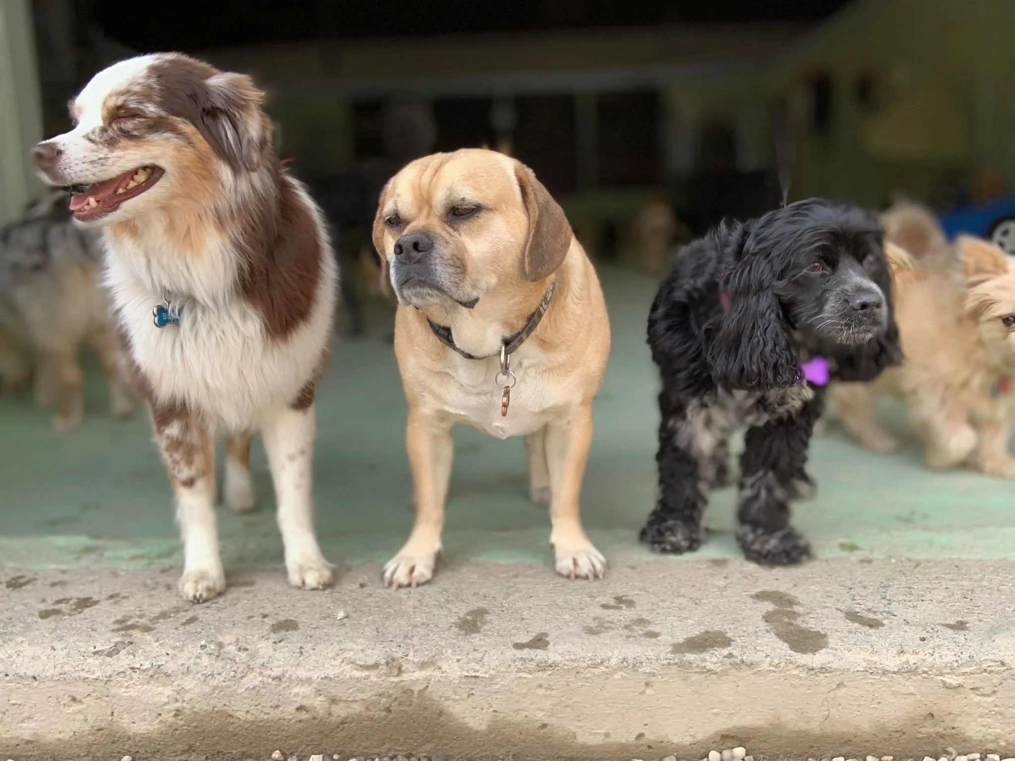 Blue, Bugsy, and Poppy enjoying the spring weather!