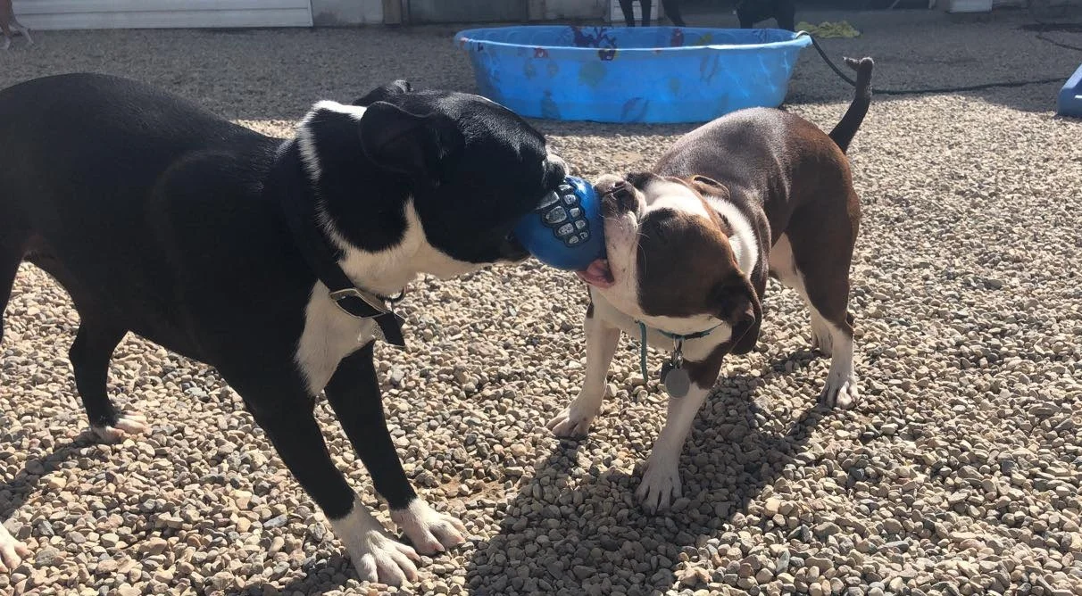 Winston & Eevee