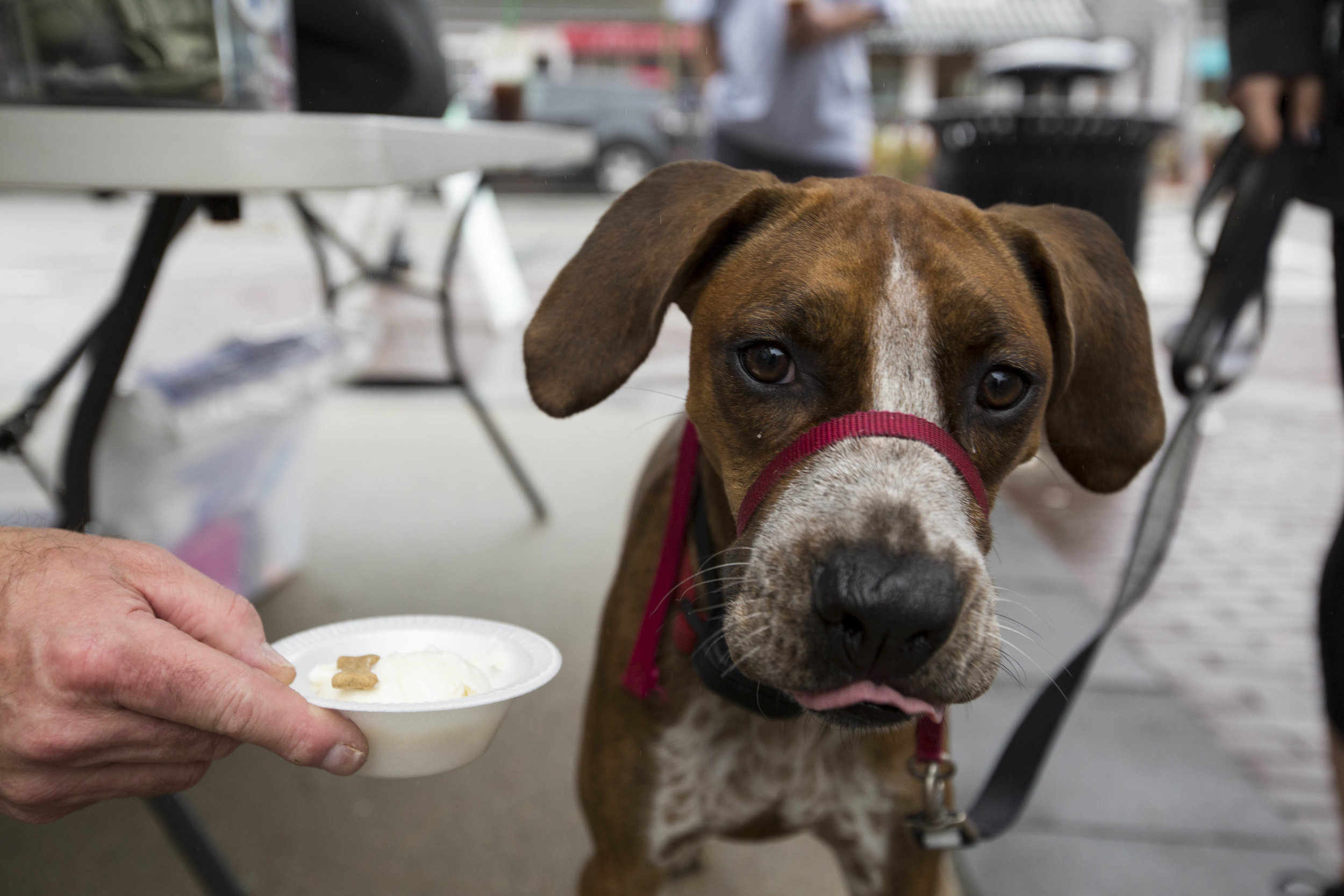  Mark Lawrence, from Polar Cave, feeds ice cream to Bronx outside Hot Diggity during the Doggie Ice Cream Social in the Mashpee Commons on August 12, 2017. 