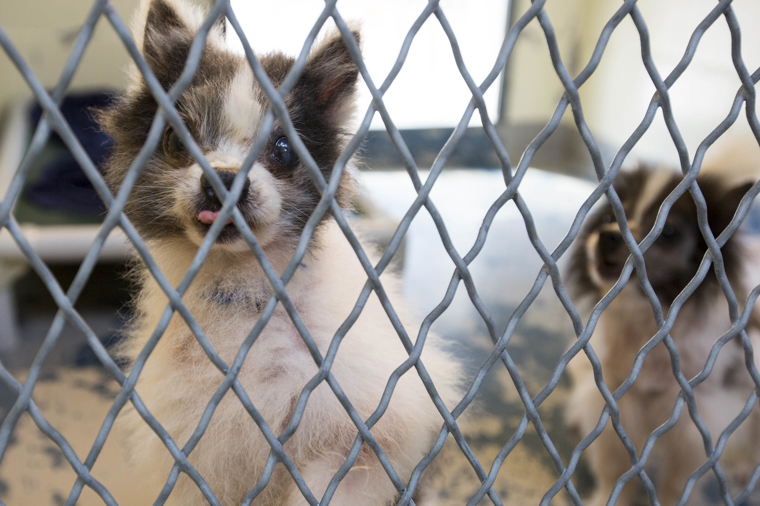  Silas and Luke looks through the cage at Brewster Animal Rescue where they were brought after being rescued with 18 other dogs from a hoarder in Central Massachusetts. 