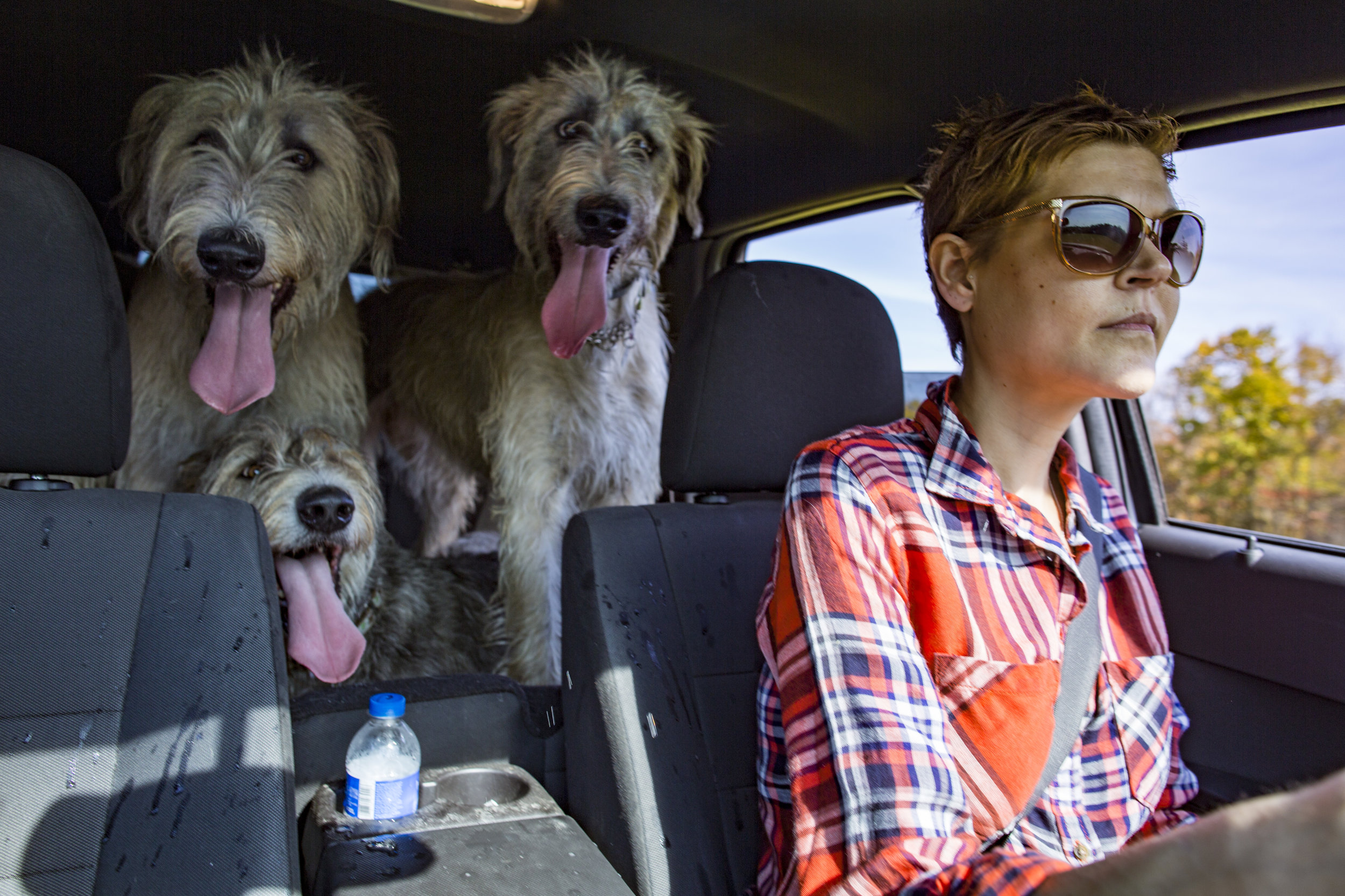  Cat L’Heureux drives her dogs, Walter, Dani and Tom, to her mom’s house after walking them on the farm in Athens, Ohio on October 22, 2015. 