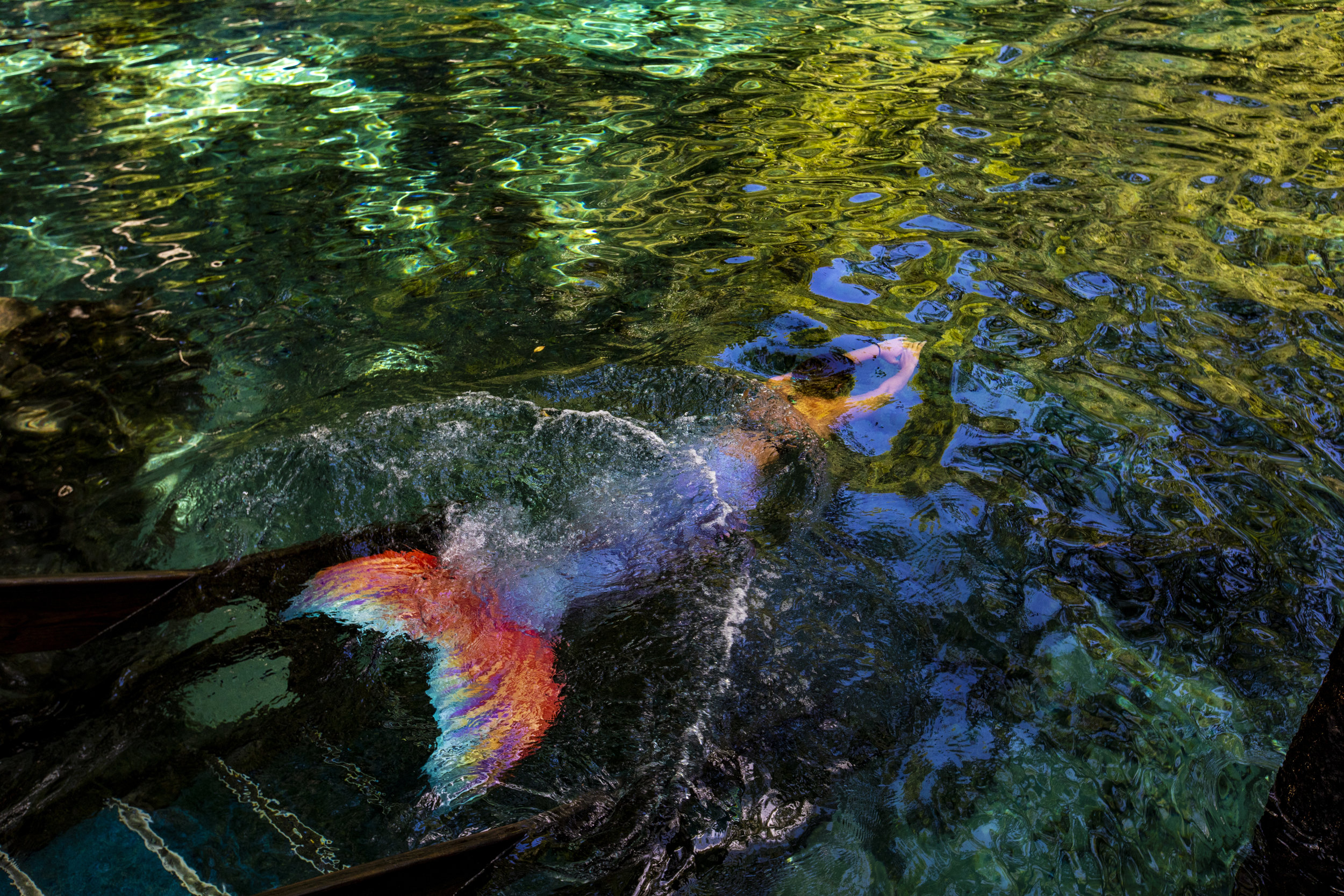  Tami Baker dives into Ginnie Springs with a mermaid tail on August 3, 2018. Baker uses coconut oil to slide into her tail before entering the water. 