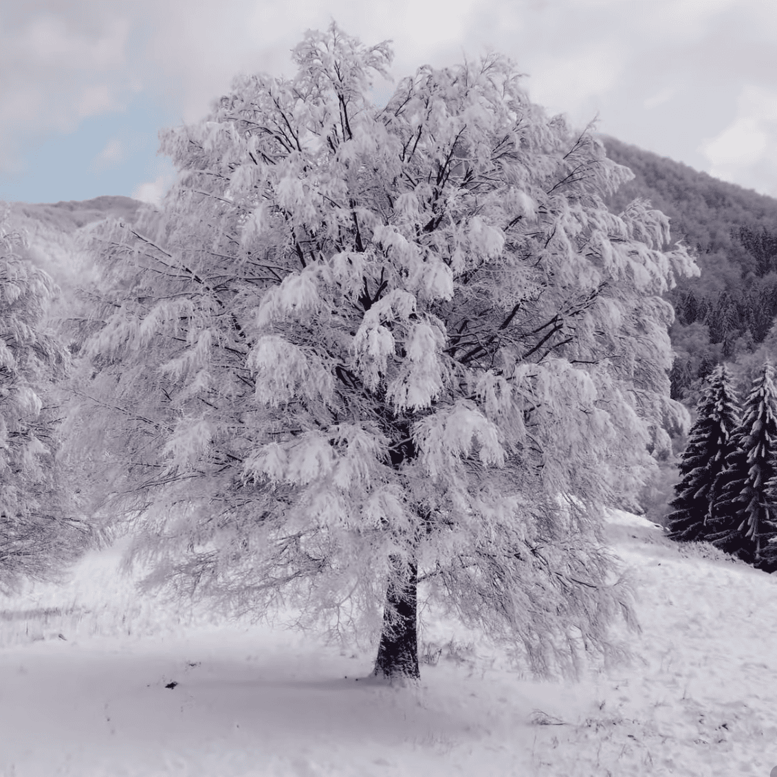 The Gift - New Year 2hr Yin-Yang Online Retreat