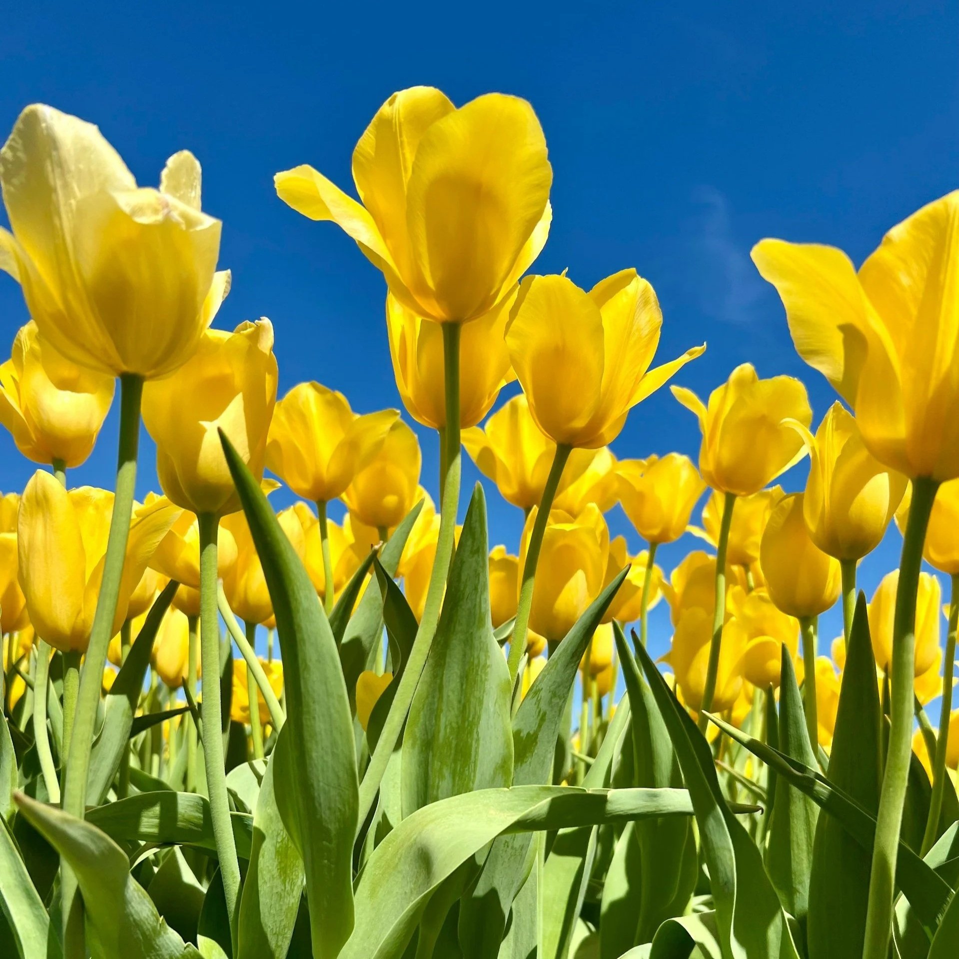 Spring Shine Equinox - 2hr Yin-Yang Retreat