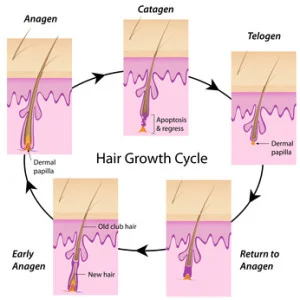 Hair Loss Prevention and the Key Role of Amino Acids