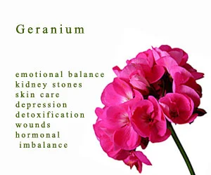 Geranium Essential Oil - Balance Hormones & Aromatherapy Use