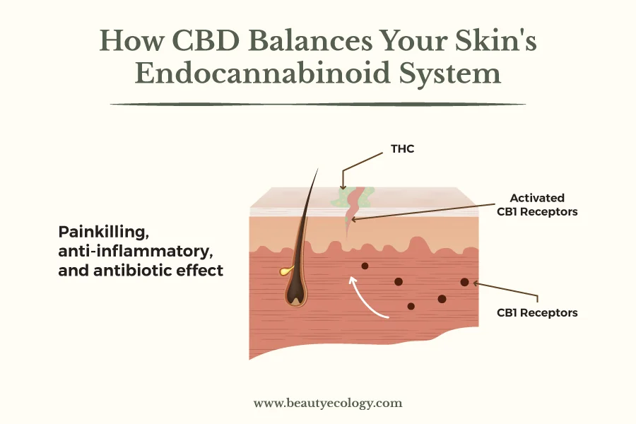 332154_CBDSkinRemake_Blog3_120418.jpg