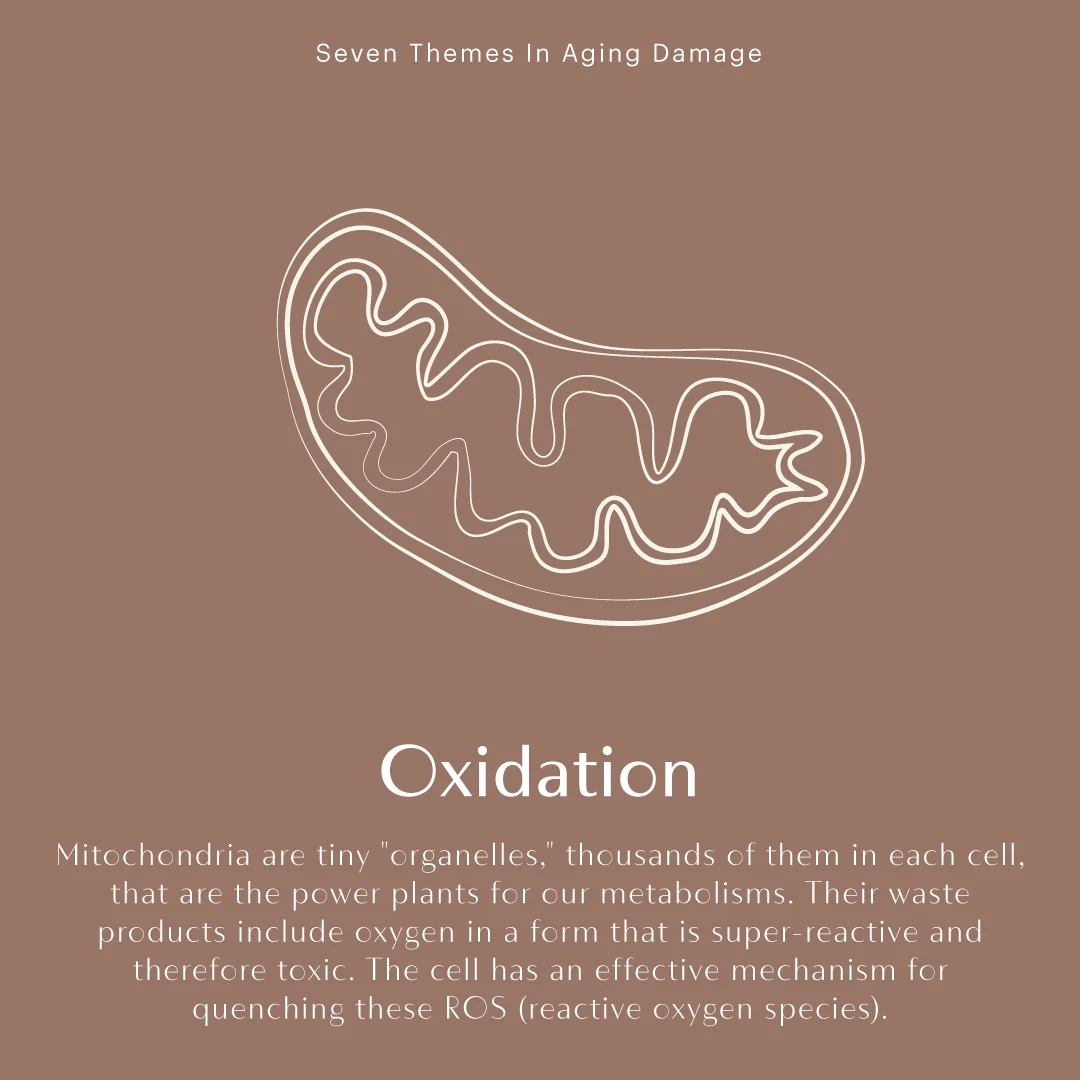 394143_IGStories_Set2_Oxidation_032019.jpg