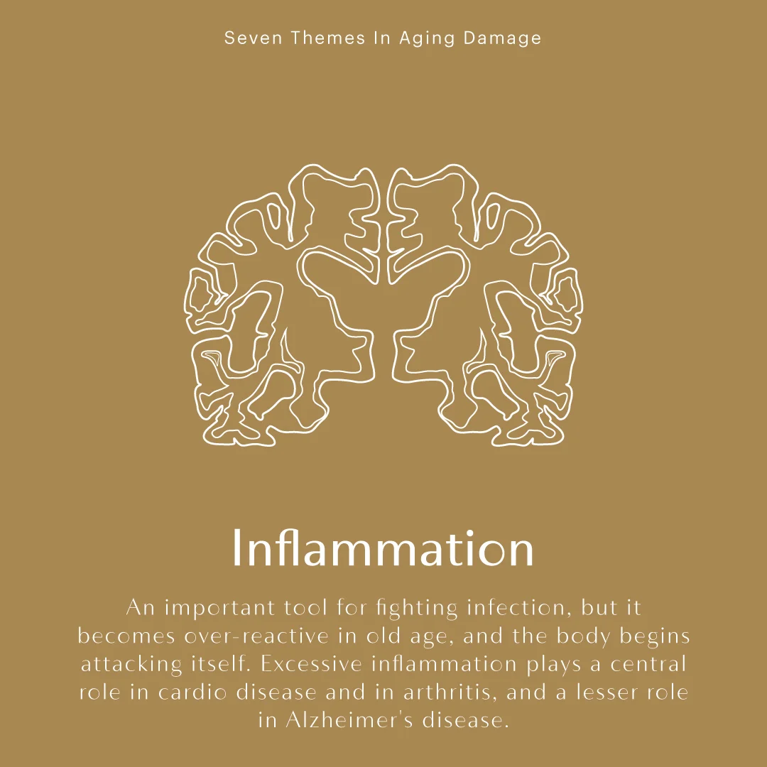 394143_IGStories_Set2_Inflammation_032019.jpg