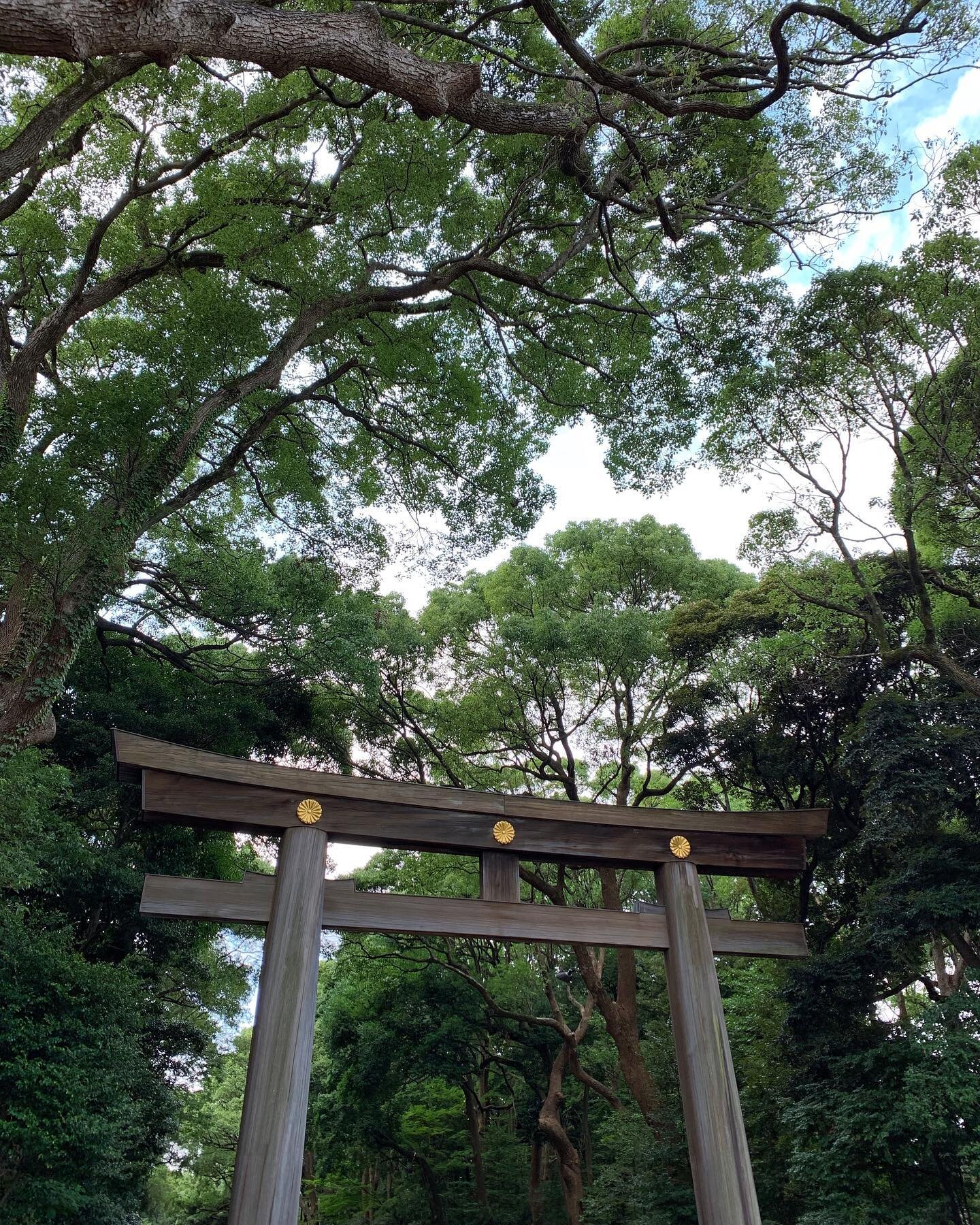 Transitioning from the mundane world to the sacred. #japan #tokyo #shibuya #harajuku #meijijingu #torii #gate #shinto #japanesearchitecture #🇯🇵