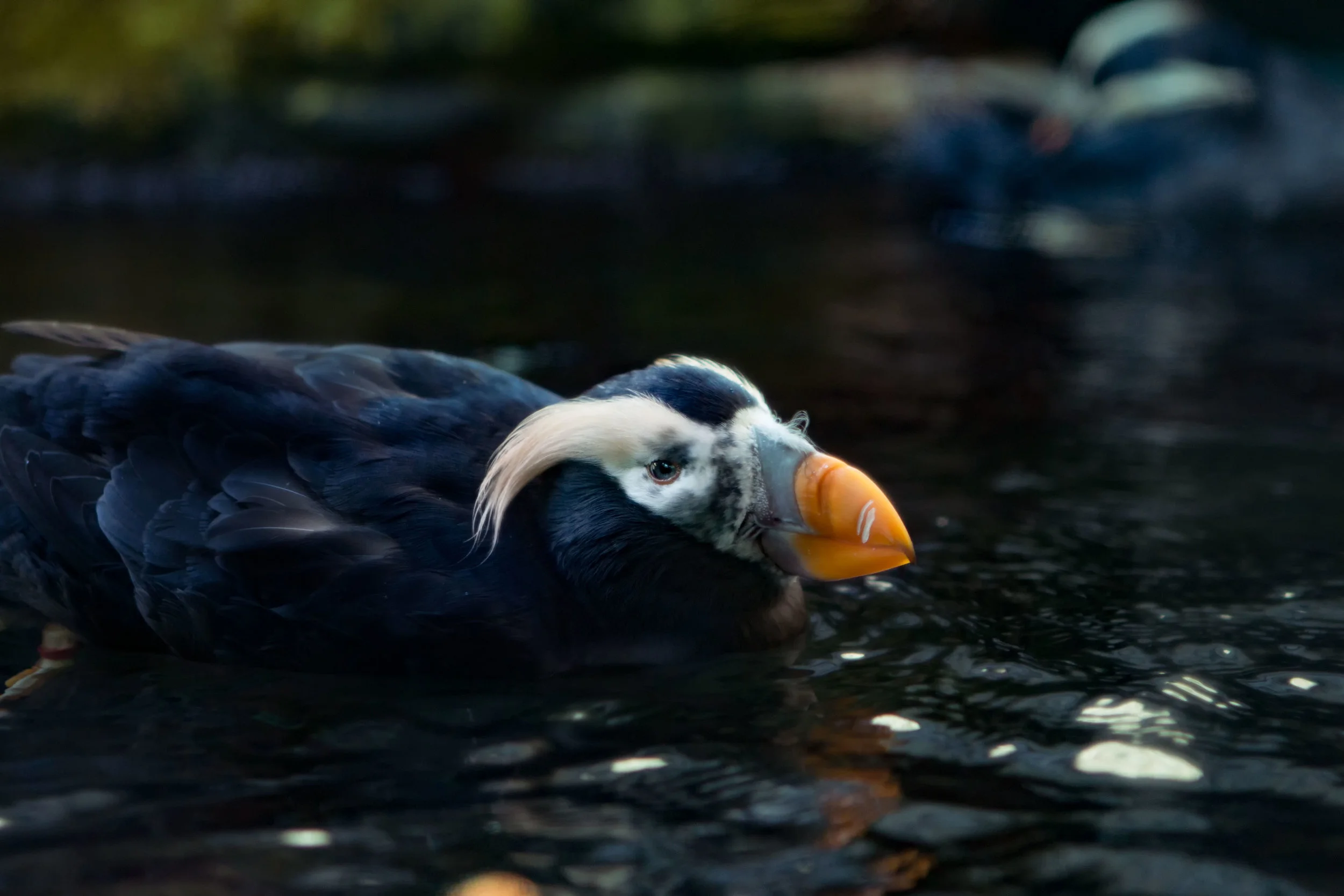 Puffin.jpg