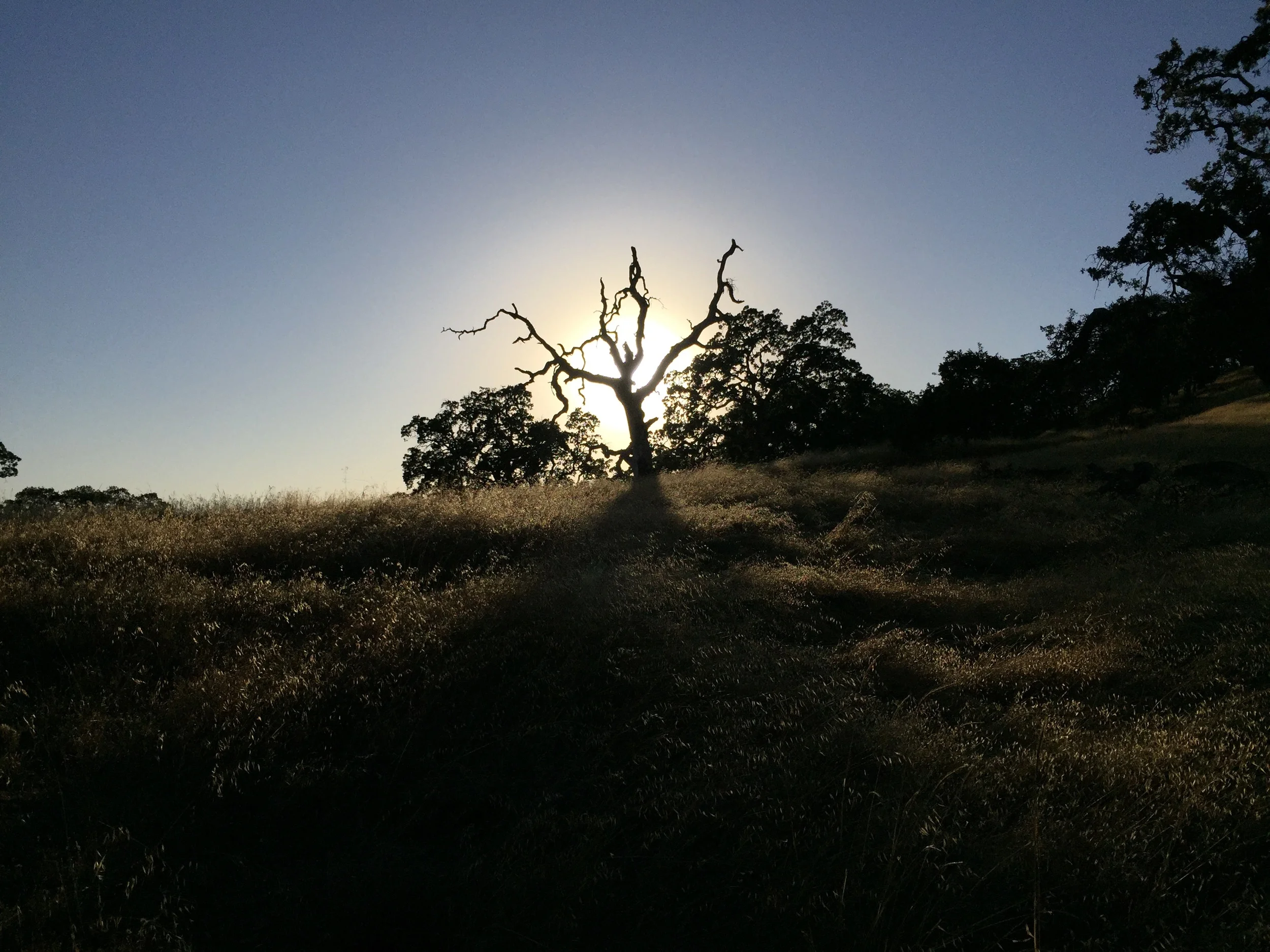 Henry Coe State Park