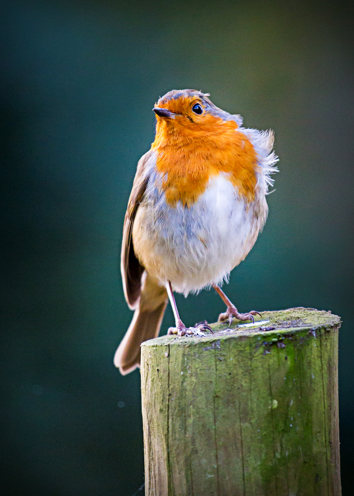 Robin