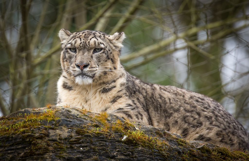 Snow Leopard