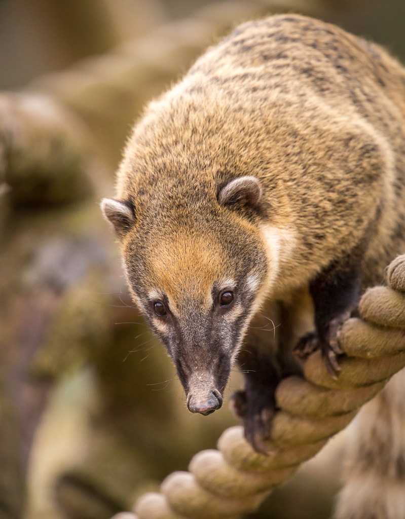 RING-TAILED COATI