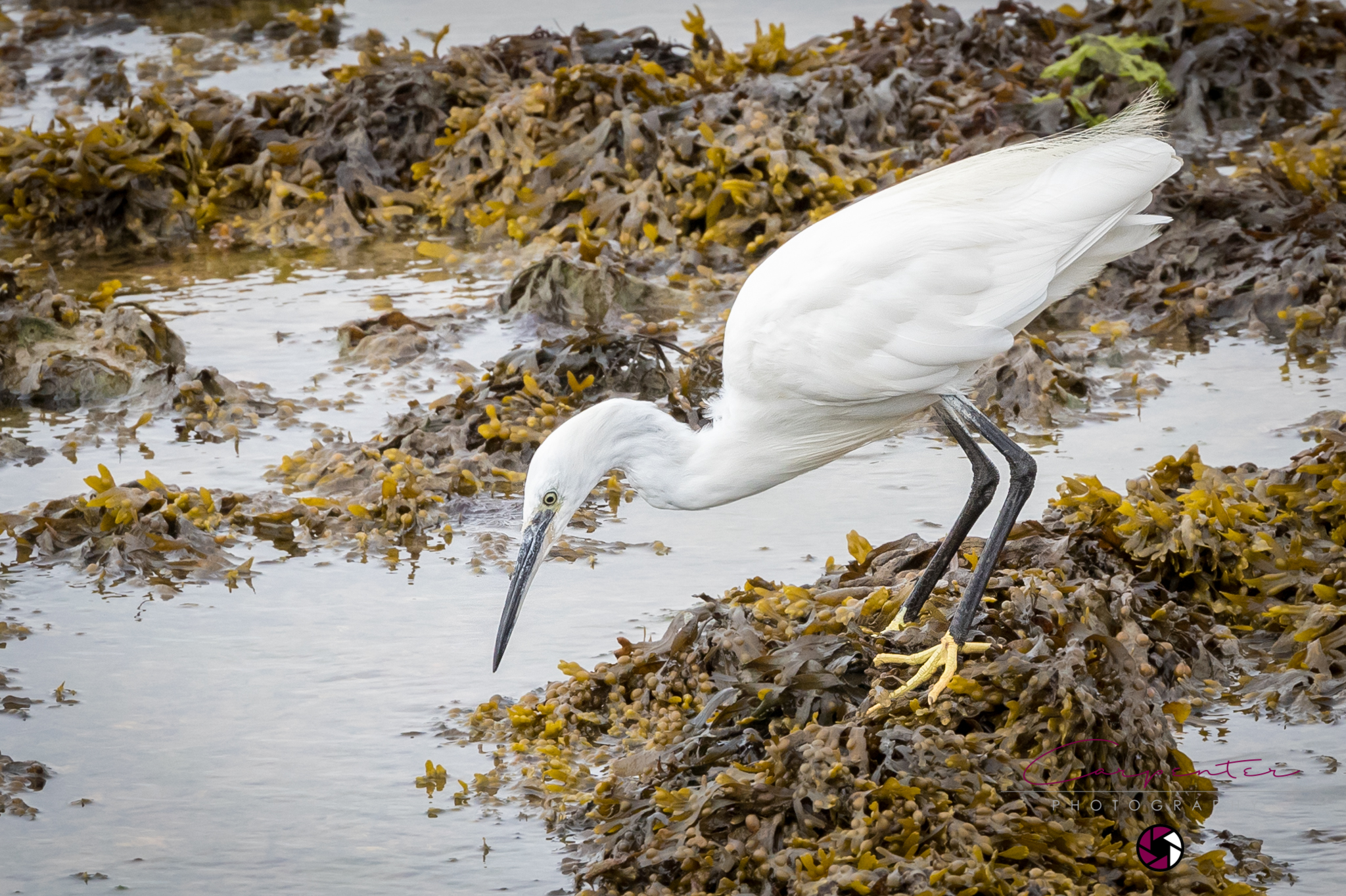 Little Egret