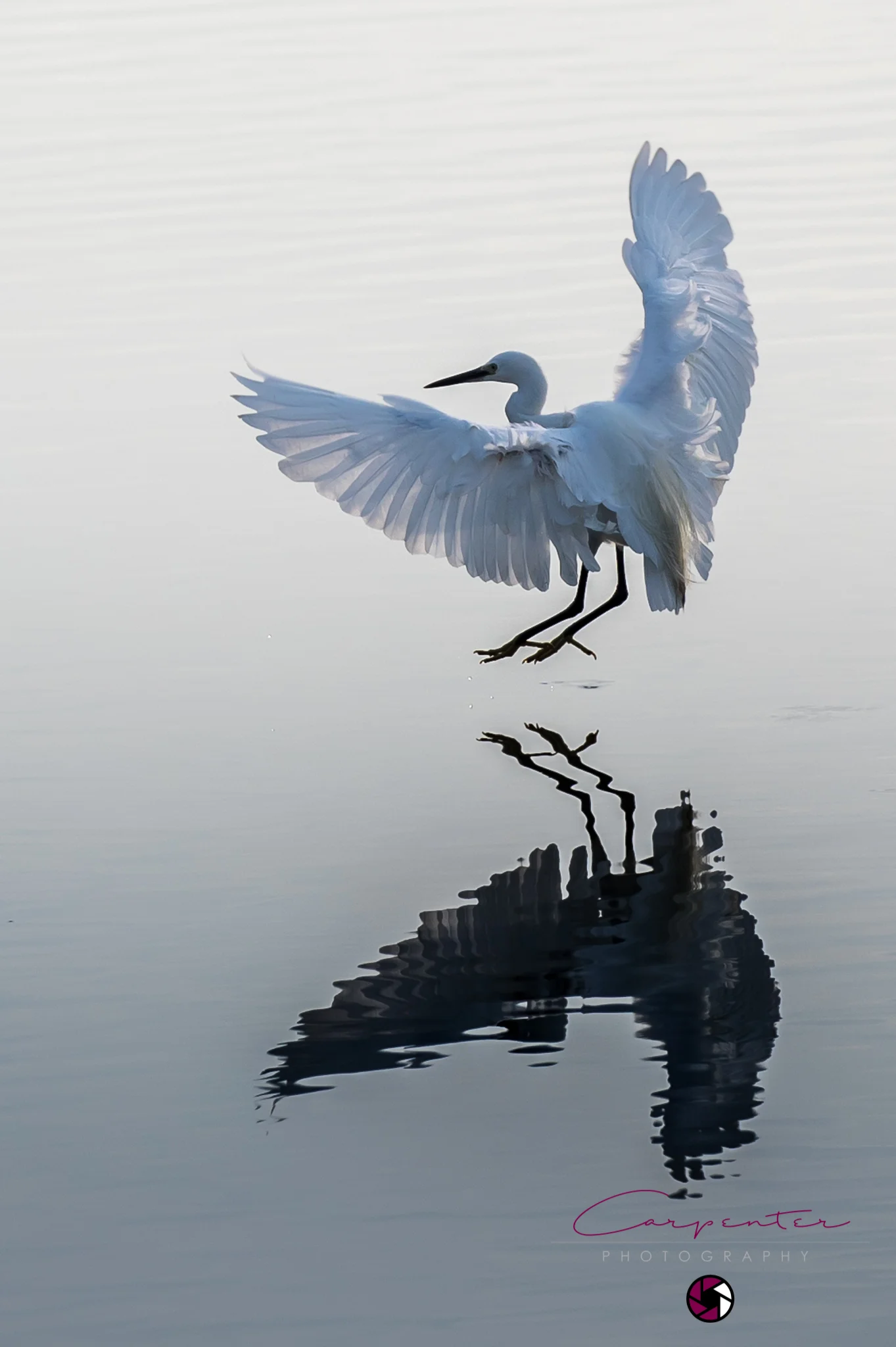 Little Egret