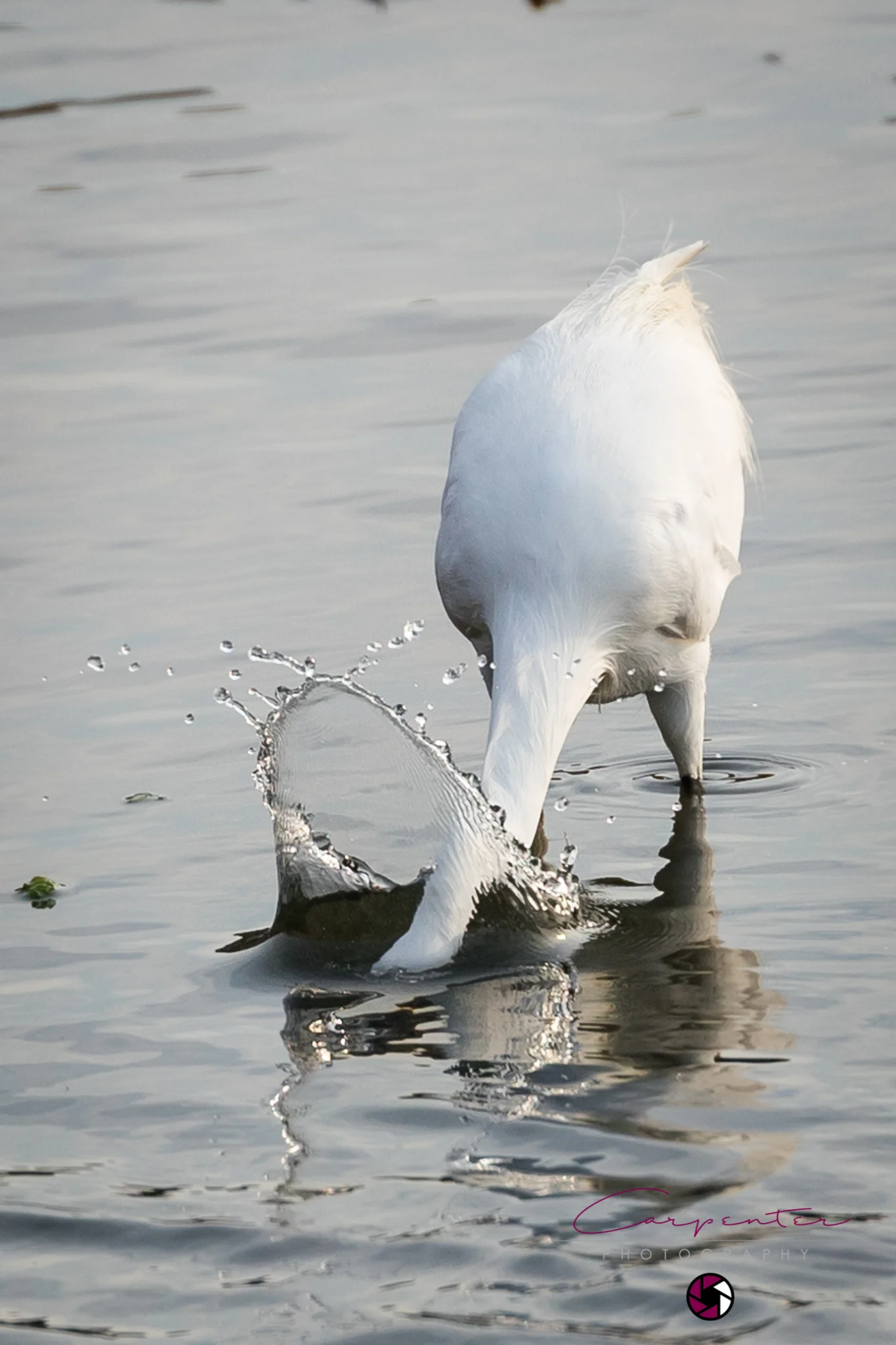 Little Egret