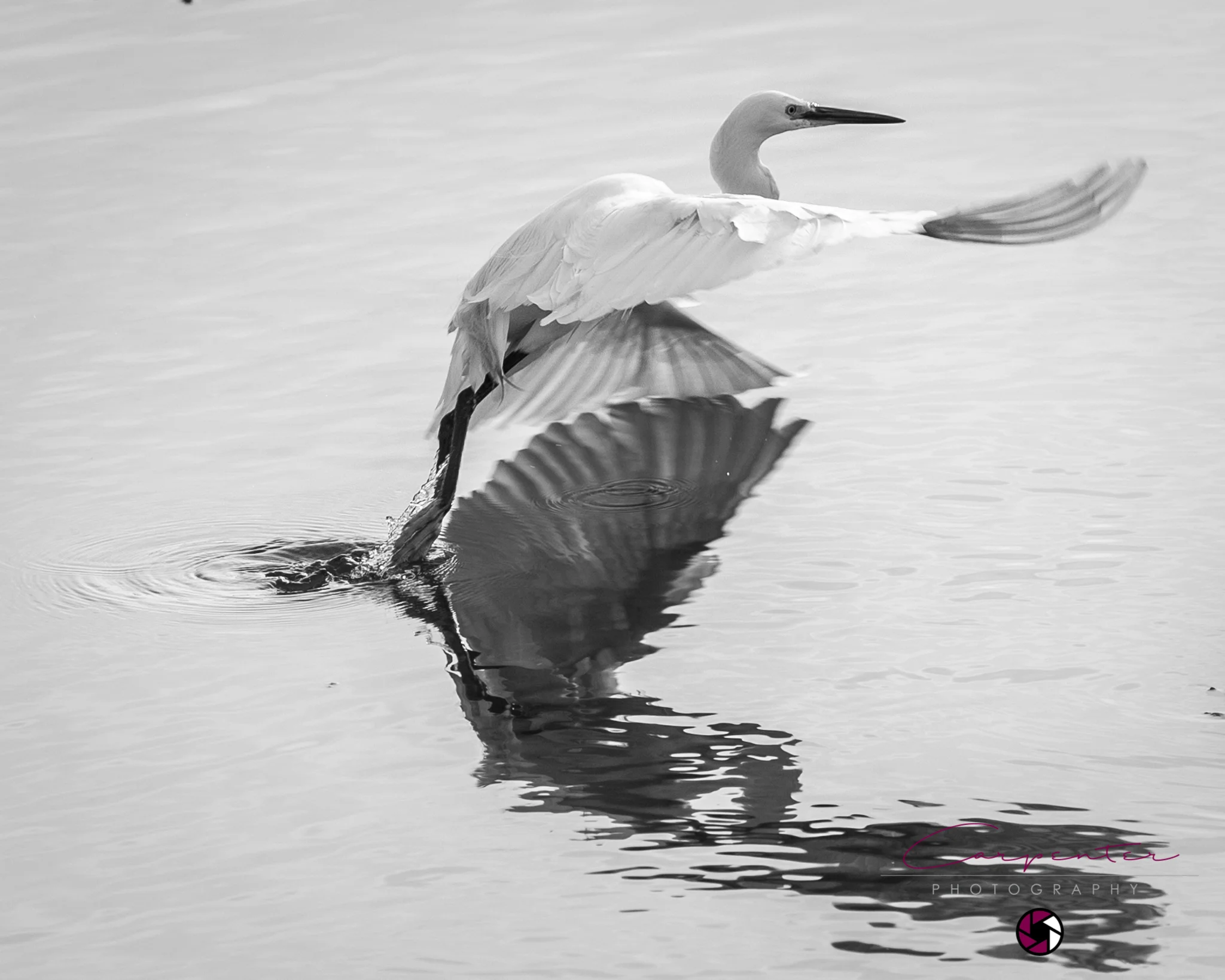 Little Egret